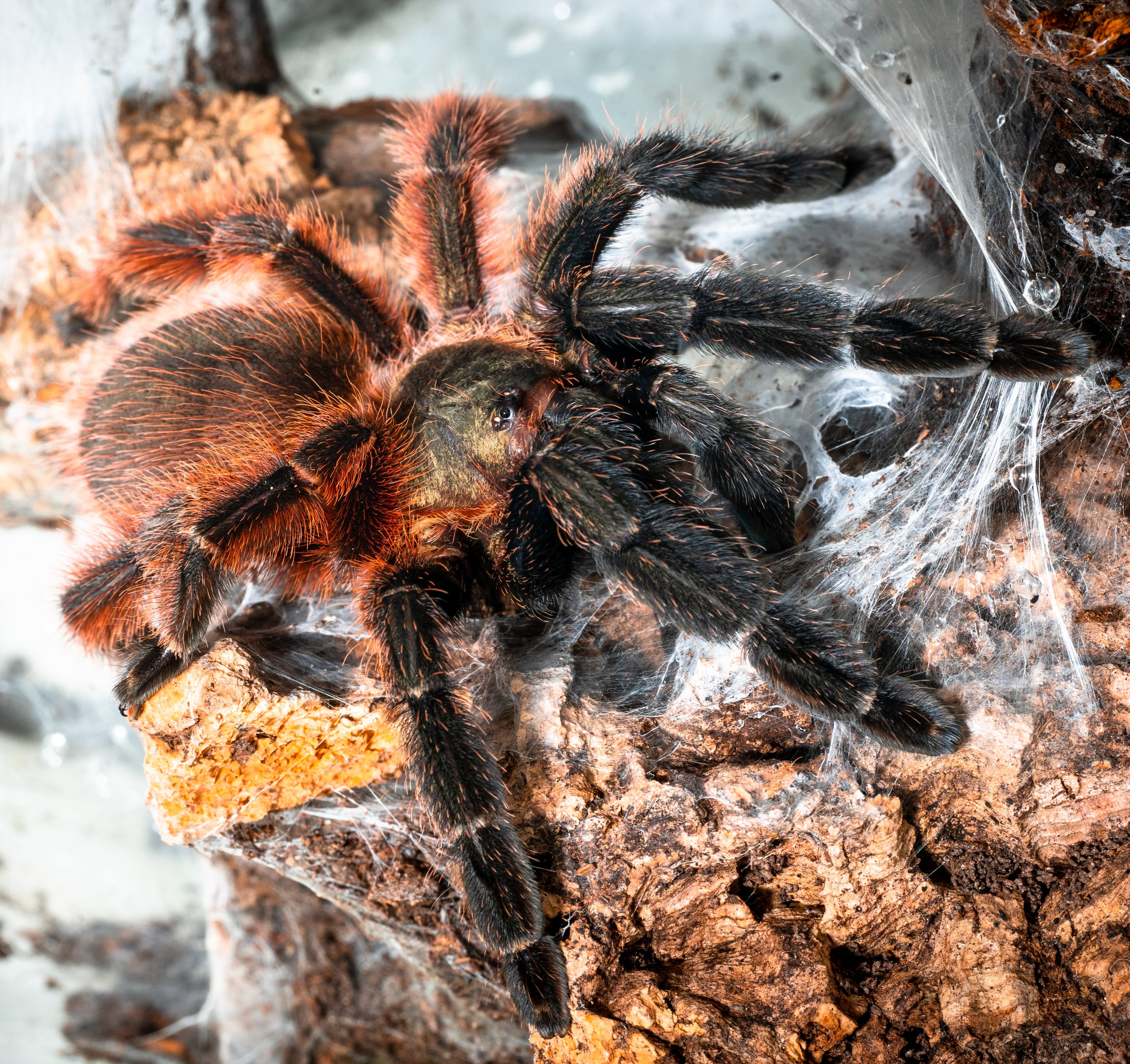 Psalmopoeus victori (Mexican Red and Black Tree Spider) 1.5" Bulk