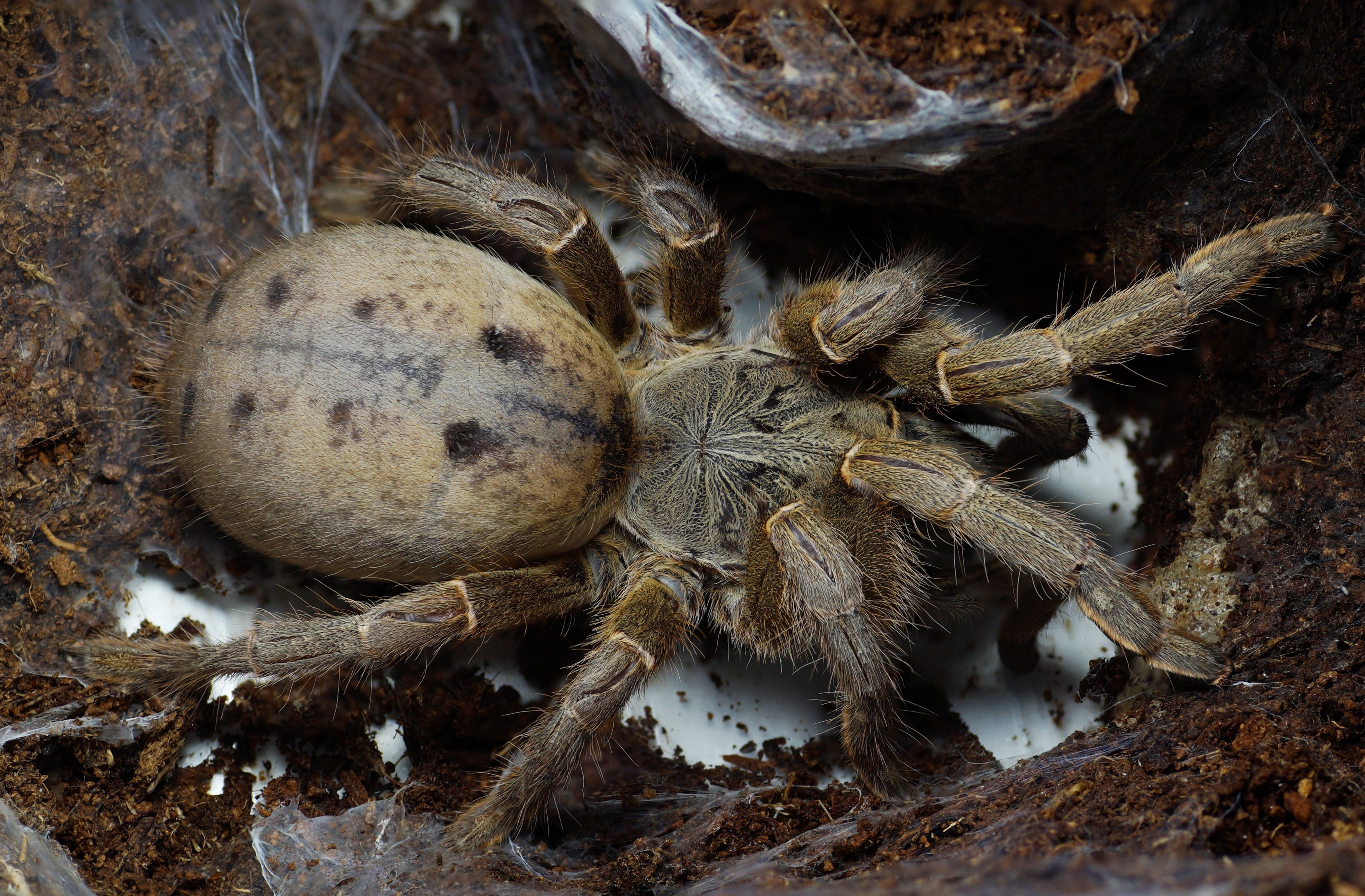 Pterinochilus lugardi (Dodoma Baboon) 1" Bulk