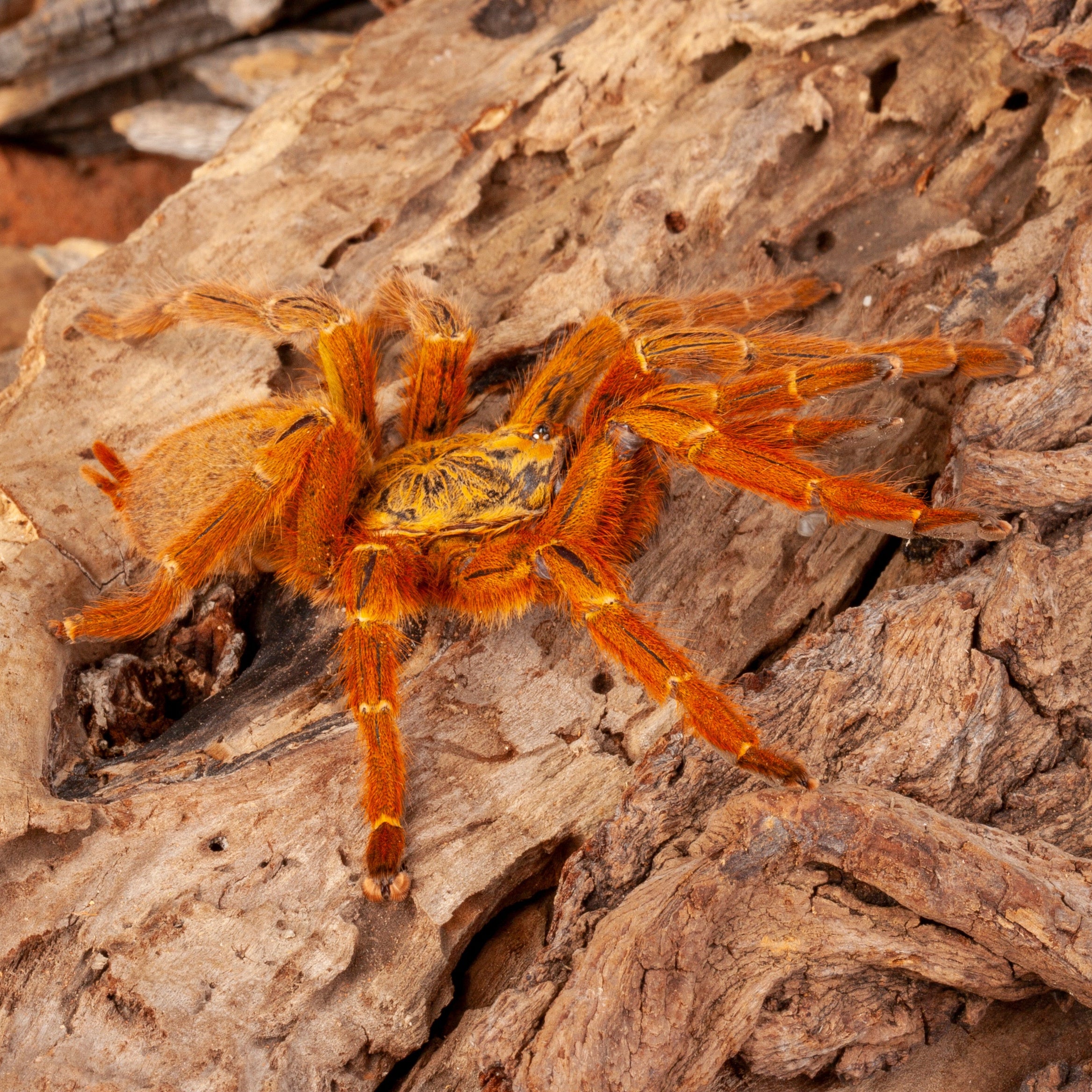 Pterinochilus murinus 'OBT' (Orange Starburst Baboon) Tarantula