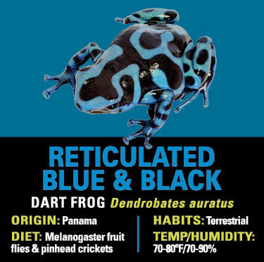 GRAB N GO KIT: Dart Frog - RETICULATED BLUE AND BLACK