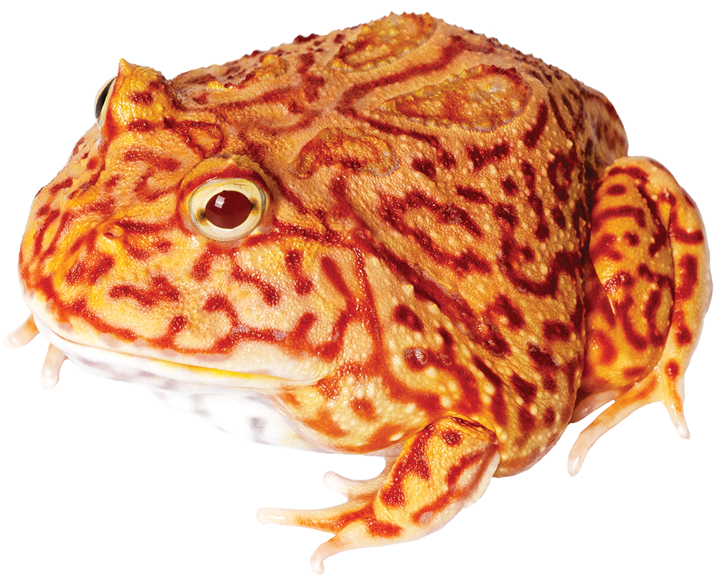 GNG Kit: Pacman Frog - CORAL BLAZE