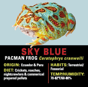 GNG Kit: Pacman Frog - SKY BLUE