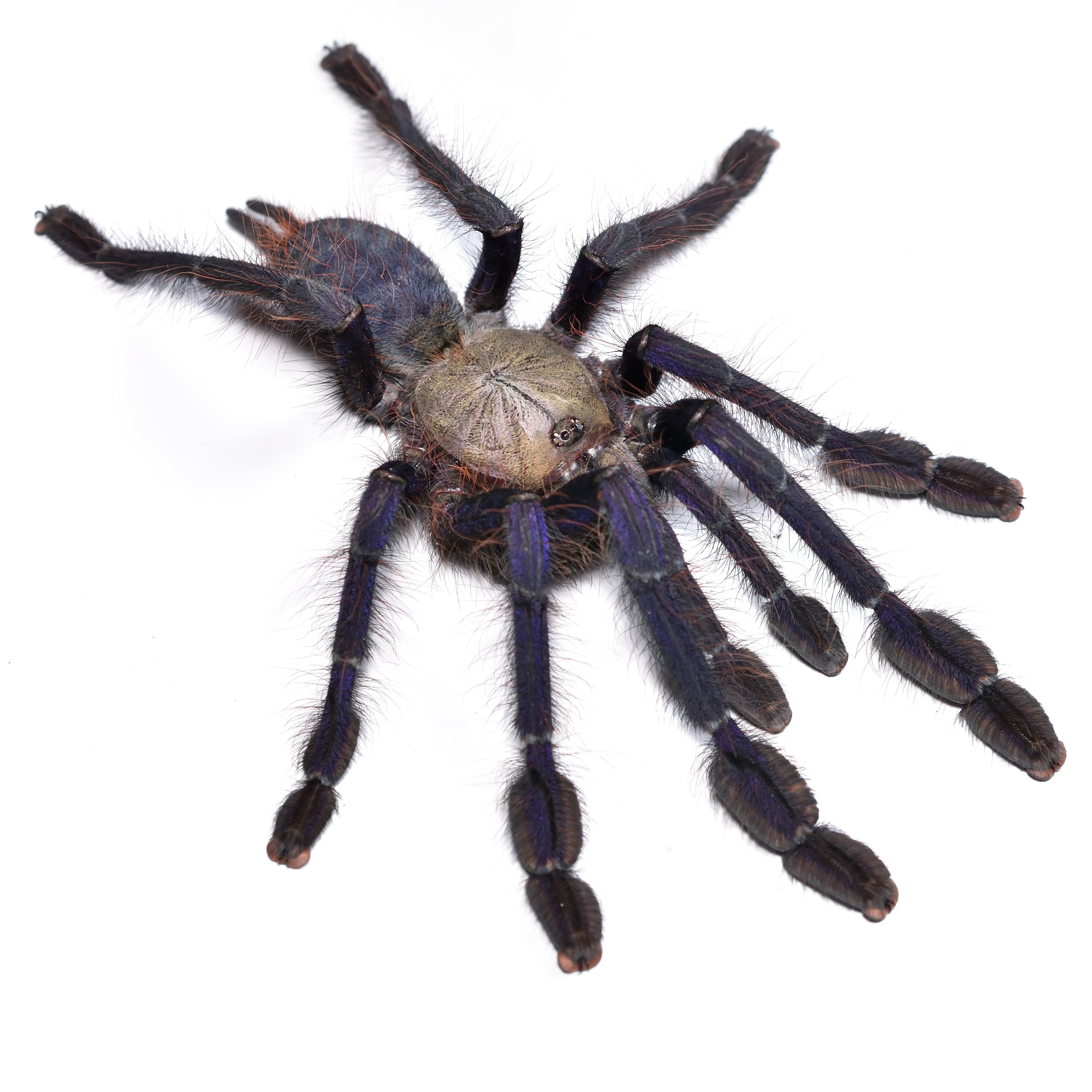 Omothymus (Lampropelma) violaceopes (Singapore Blue) 1"