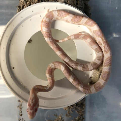 Serpiente del maíz - Nieve