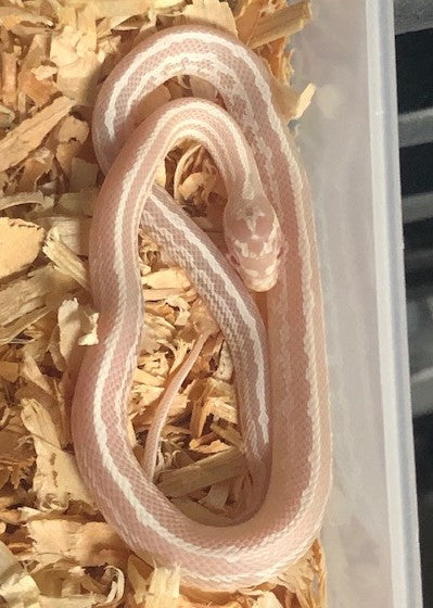Corn Snake - Snow Tessera