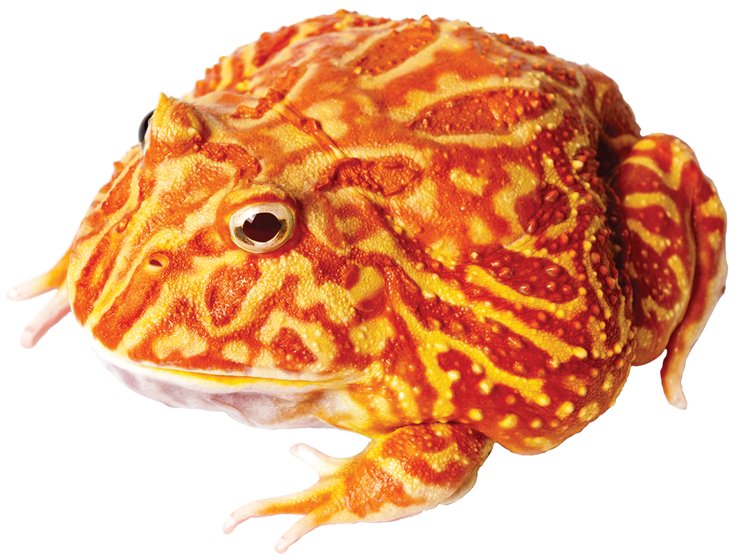 GNG Kit: Pacman Frog - STRAWBERRY