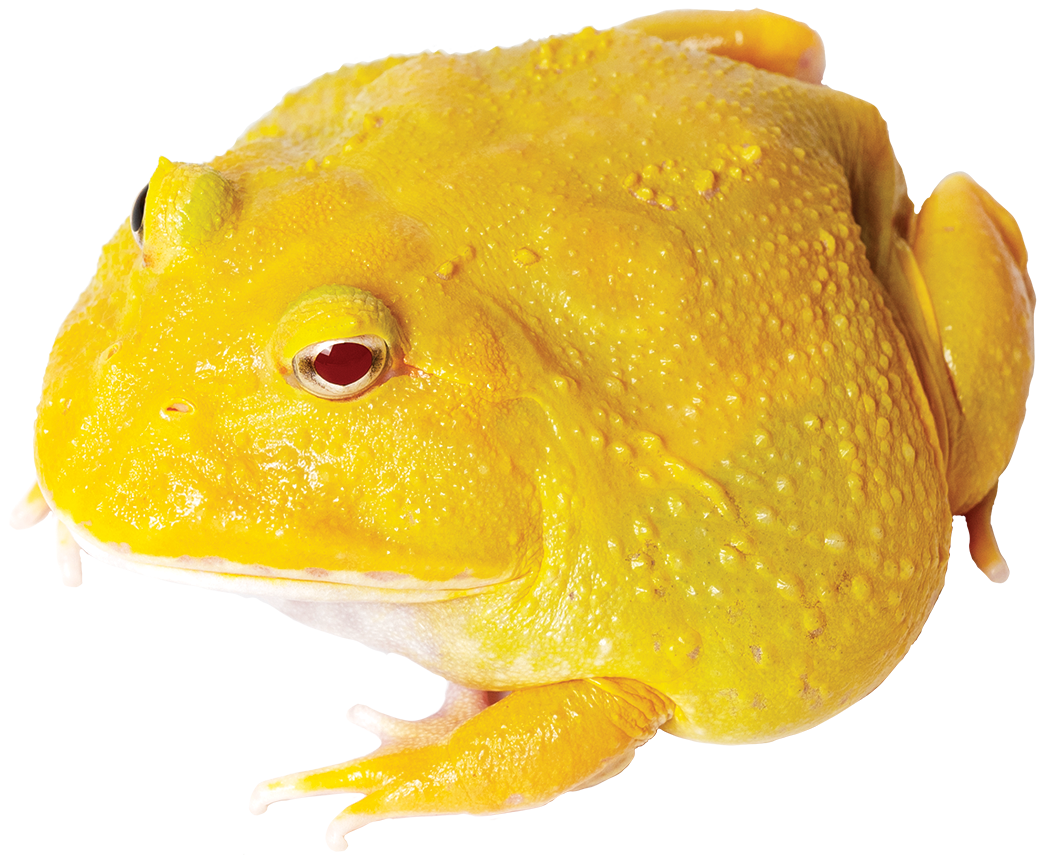 GNG Kit: Pacman Frog - SUPER PIKACHU