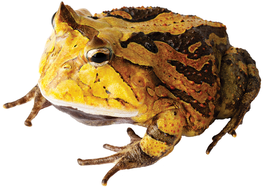 GNG Kit: Pacman Frog - Suriname Horned RED