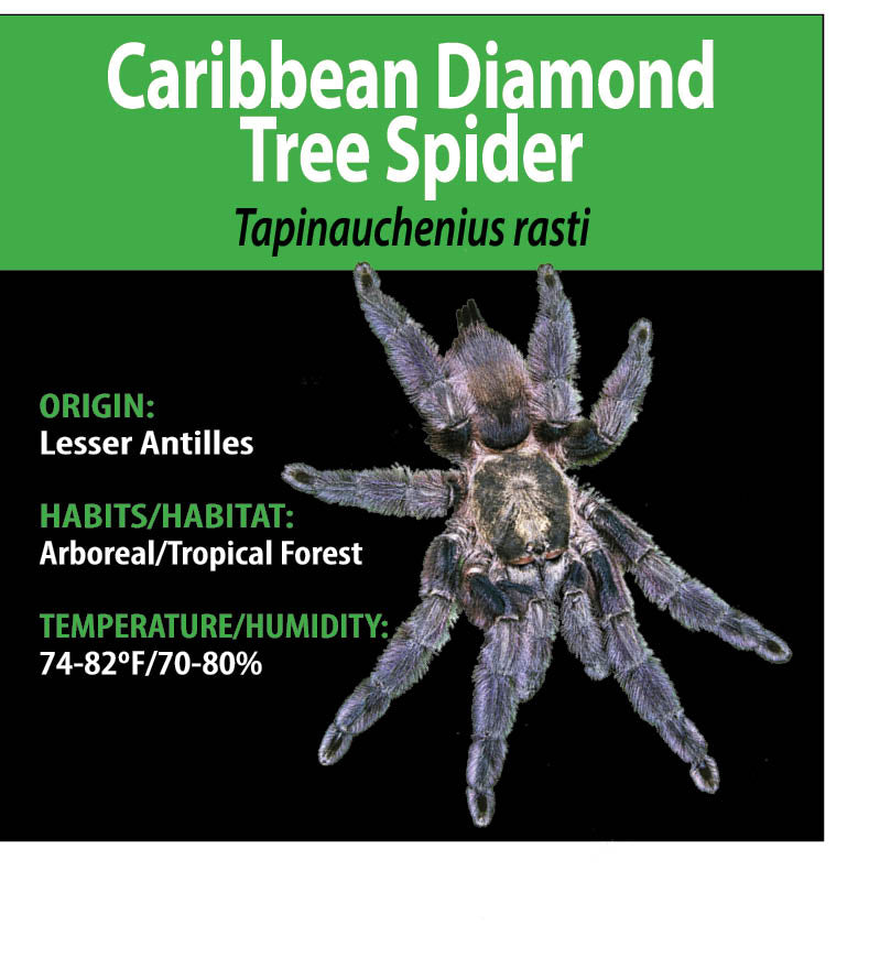 ARBOREAL GRAB N GO KIT: Tapinauchenius rasti (Caribbean Diamond Tree Spider) 1.5"+