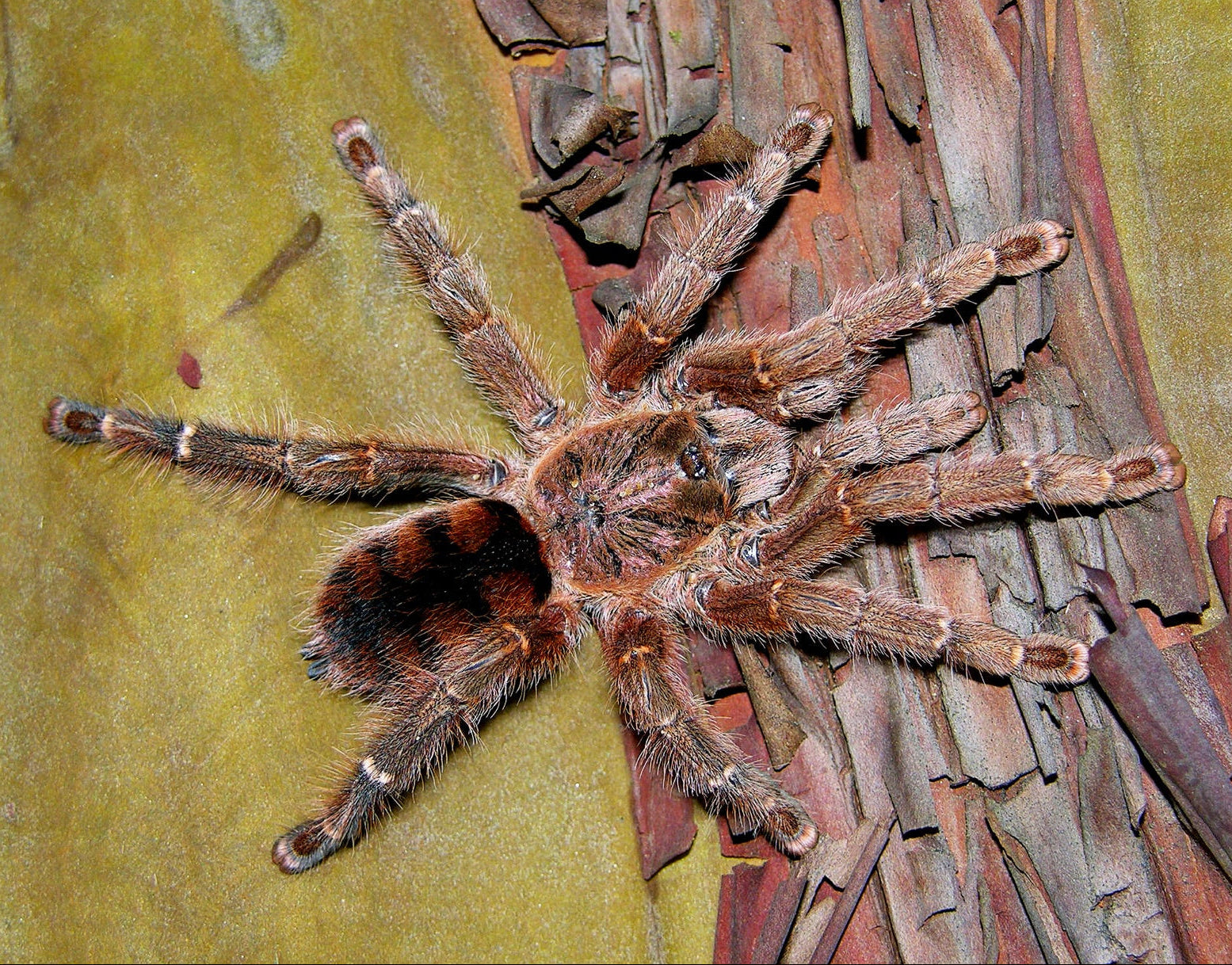 Avicularia minatrix (Venezuelan Red-stripe Pink-toe)