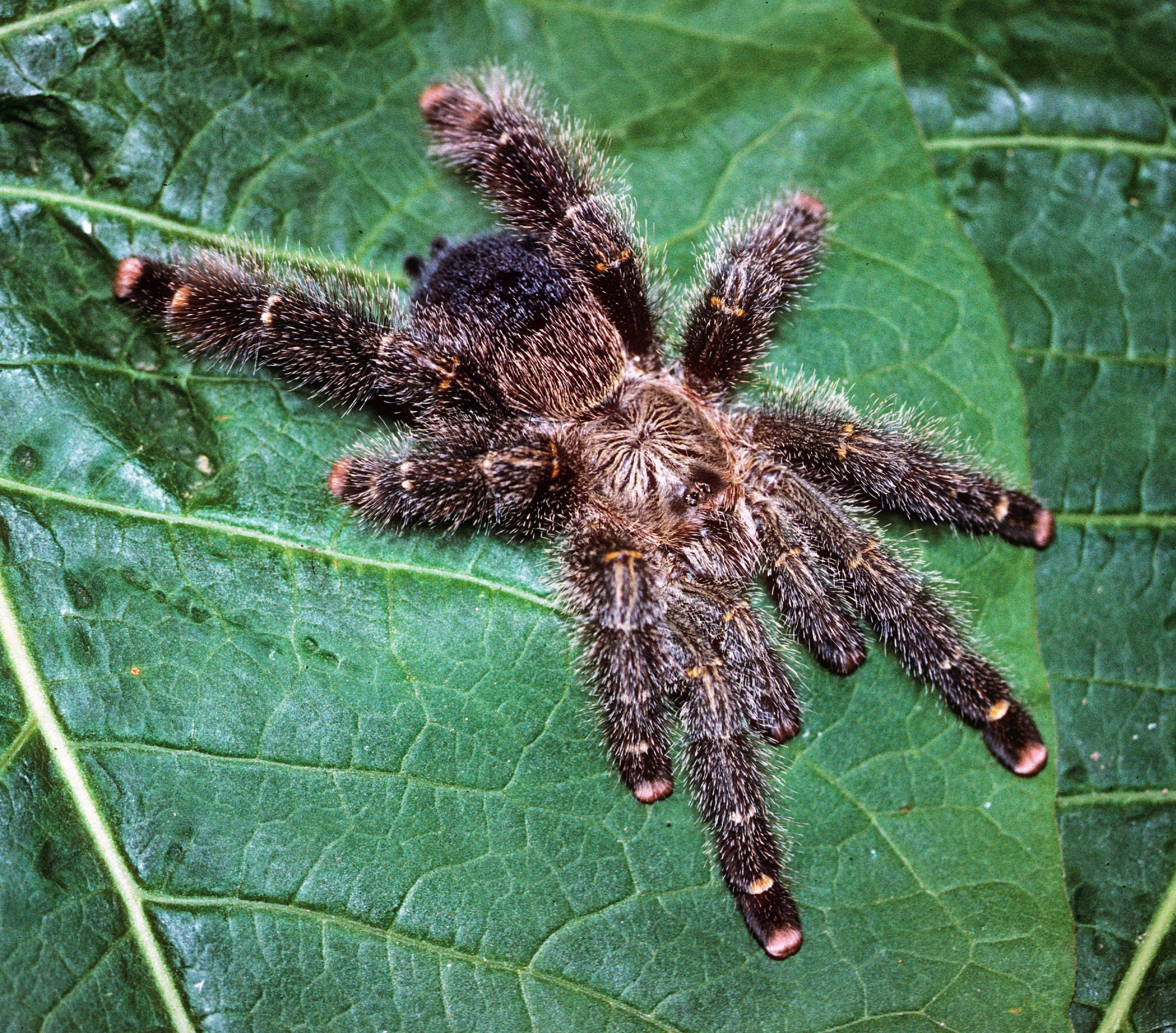 ARBOREAL GRAB N GO KIT: Avicularia rufa (Yellow-banded Pink-toe) 1.5"+