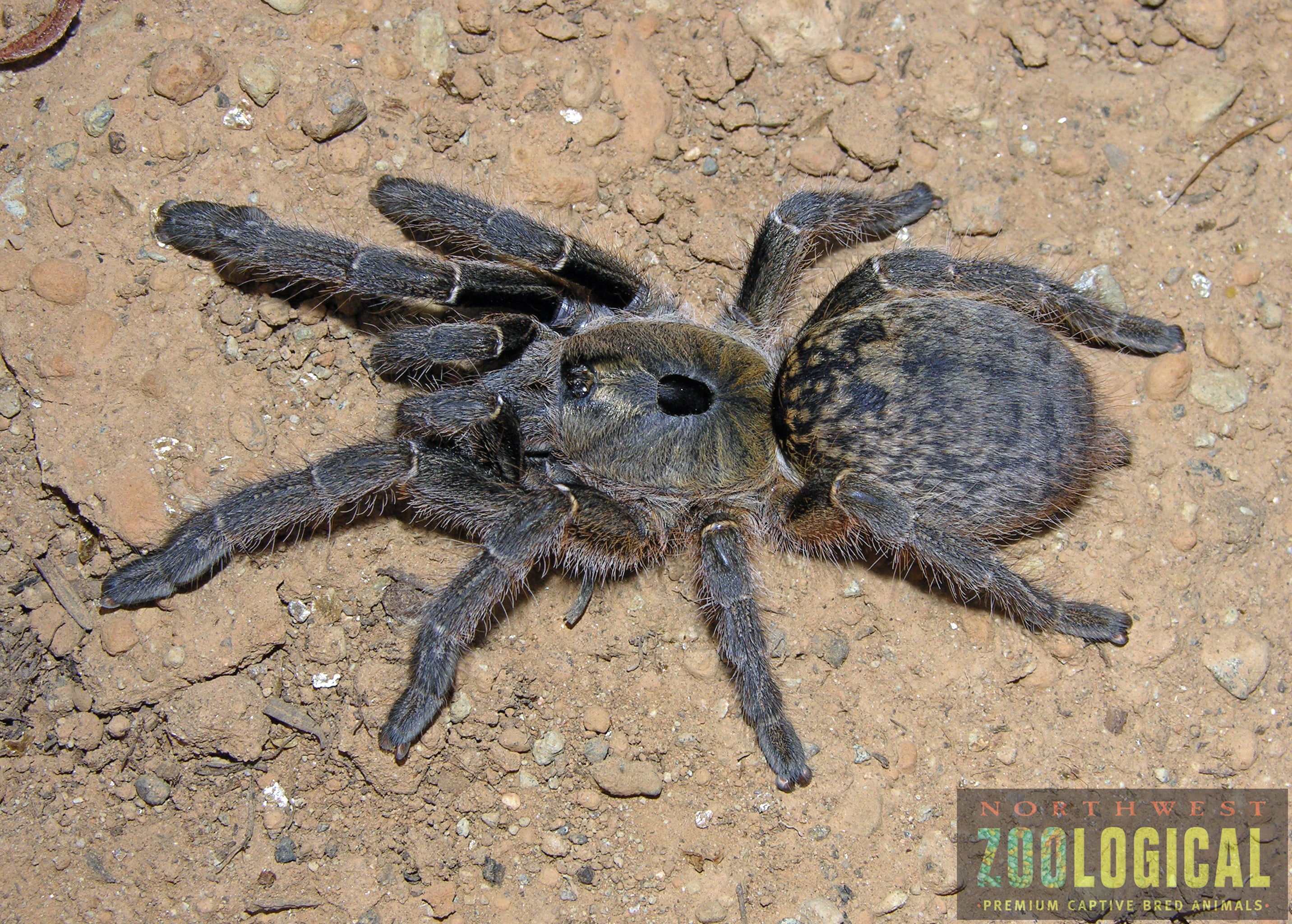 Ceratogyrus sanderi (Namibia Horned Baboon) .5"