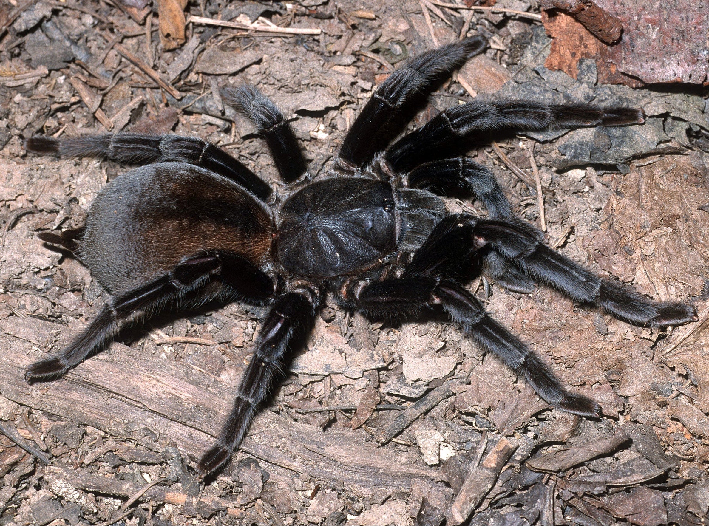 Cyriopagopus (旧称 Haplopelma) minax (タイブラック) 0.5"