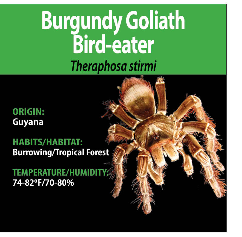 TERRESTRIAL GRAB N GO KIT: Theraphosa stirmi "Burgundy" (Goliath Bird-eater) 1.5"+