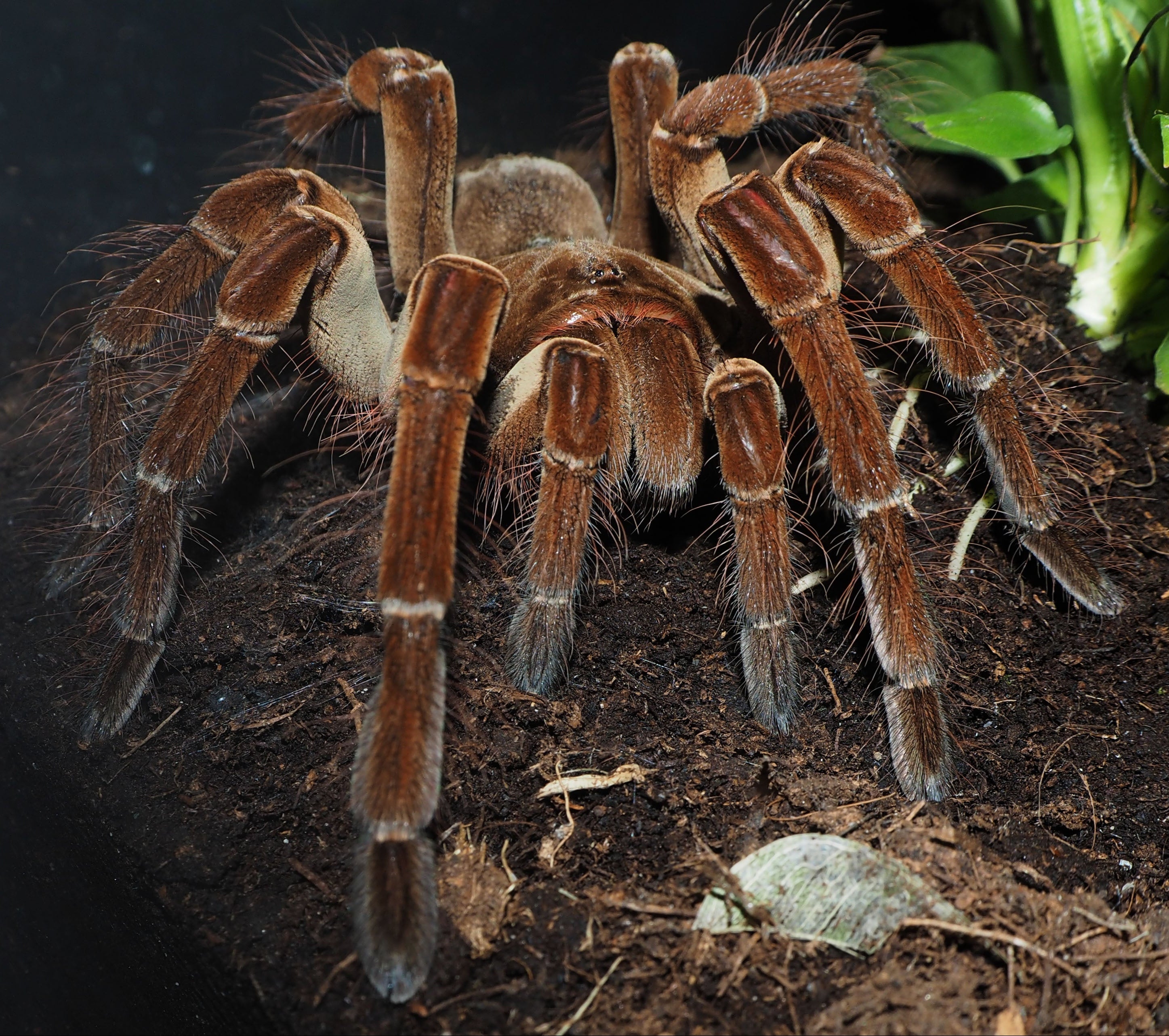 Theraphosa stirmi "Burgundy" (Goliath Bird-eater) 1.5" Bulk
