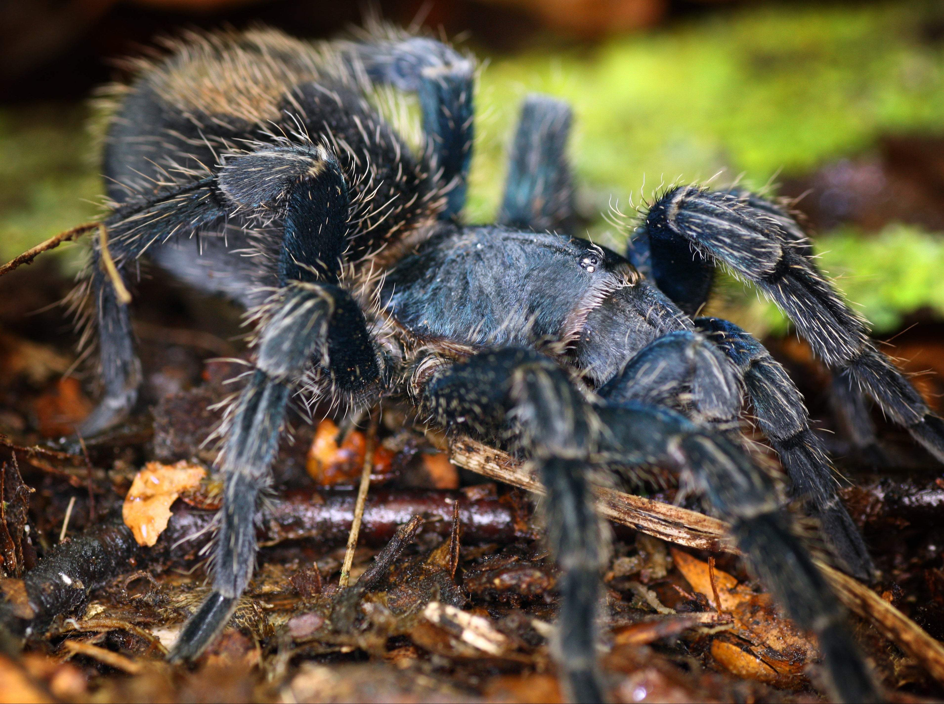 Thrixopelma cyaneolum (Cobalt Red-rump)