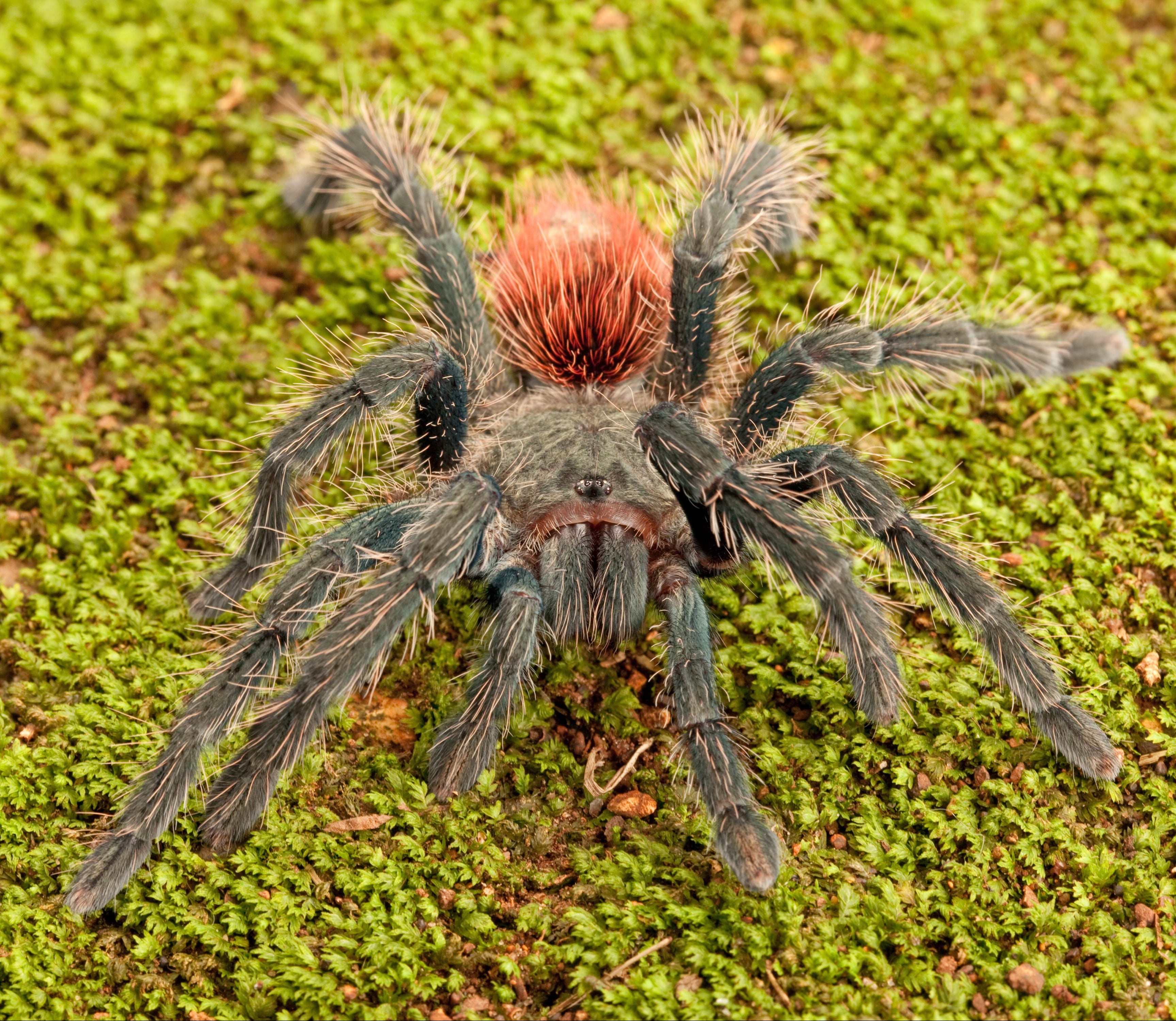 Thrixopelma ockerti (Peruvian Flame-rump) Tarantula