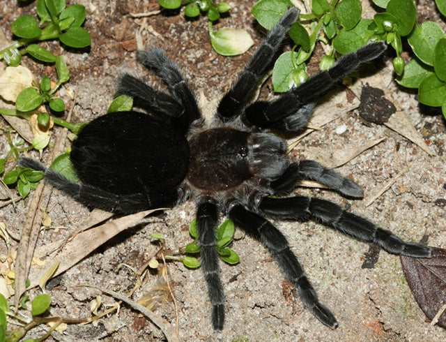 TERRESTRIAL GRAB N GO KIT: Tliltocatl (Brachypelma) schroederi (Mexican Black Velvet) 1.5"+