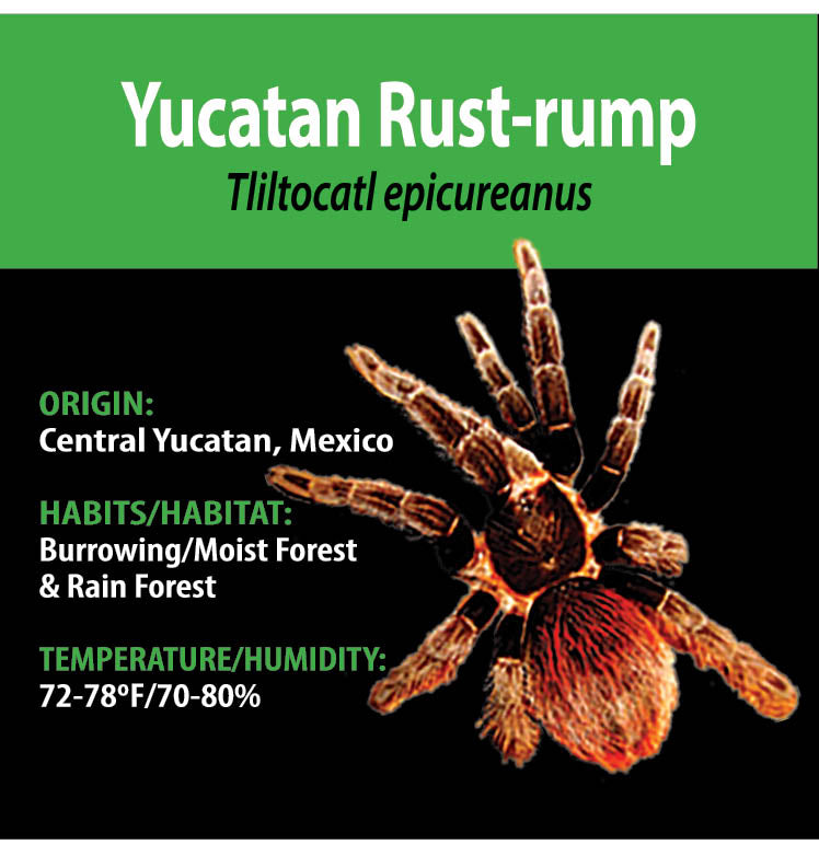 TERRESTRIAL GRAB N GO KIT: Tliltocatl (Brachypelma) epicureanus (Yucatan Rust-rump) 1.5"+