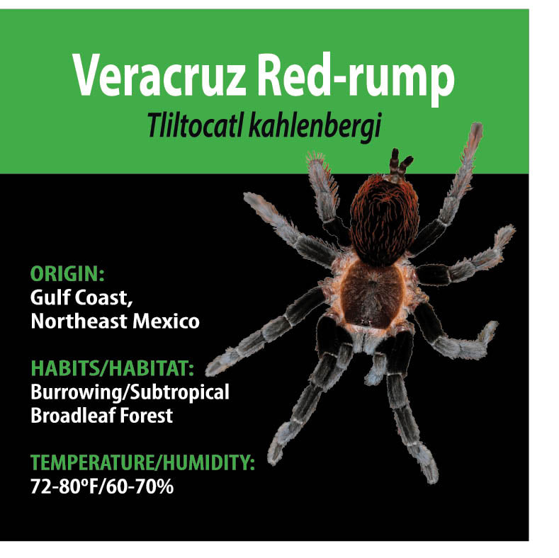 TERRESTRIAL GRAB N GO KIT: Tliltocatl kahlenbergi (Veracruz Red-rump) 1.5"+
