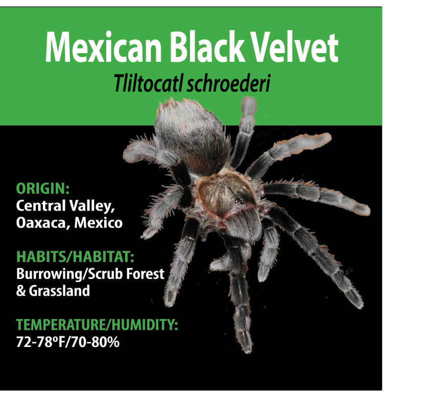 TERRESTRIAL GRAB N GO KIT: Tliltocatl (Brachypelma) schroederi (Mexican Black Velvet) 1.5"+