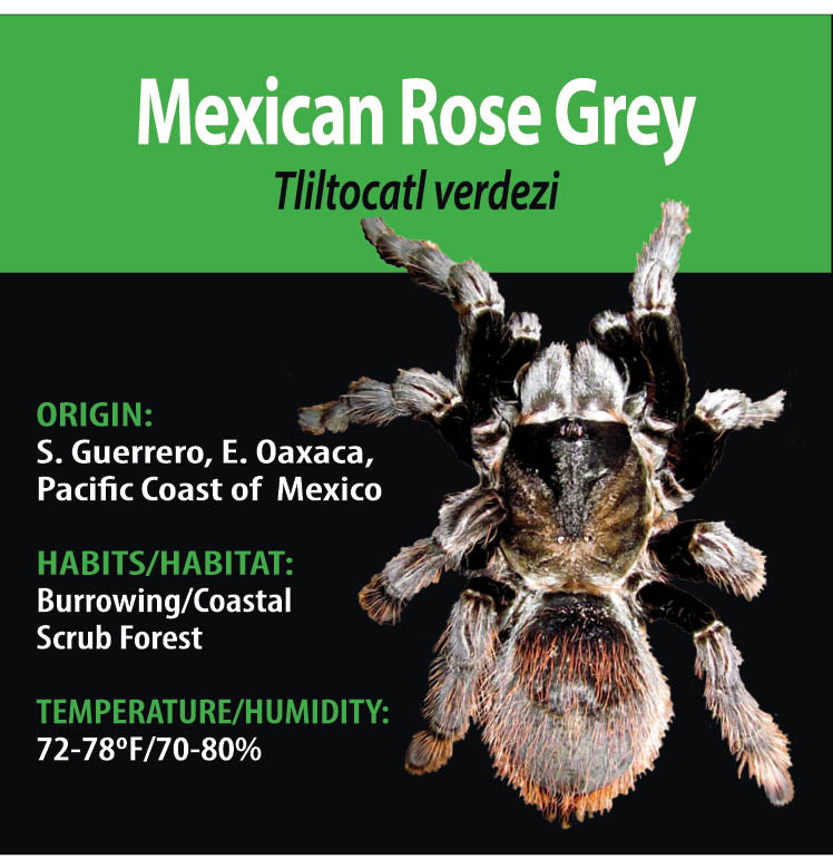 TERRESTRIAL GRAB N GO KIT: Tliltocatl verdezi (Mexican Rose Grey) 1.5"+