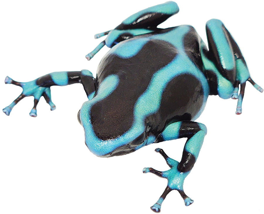 Dart Frog TURQUOISE AND BLACK