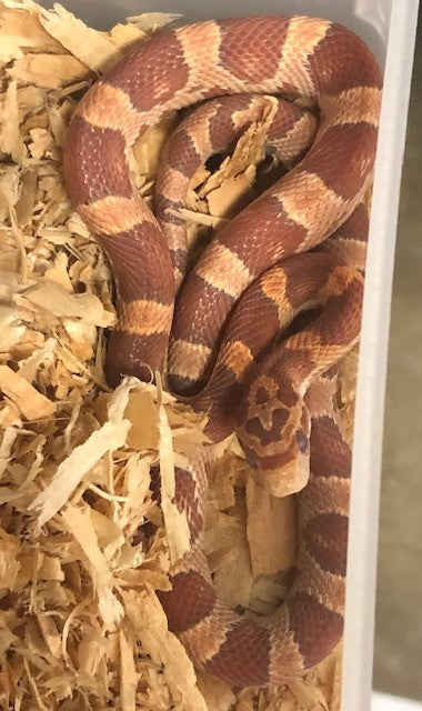 Corn Snake - Ultramel