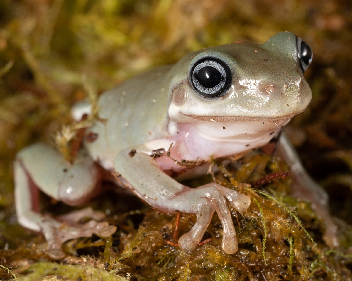 A small translucent gray-green tree frog with large black eyes sitting on mossy ground.