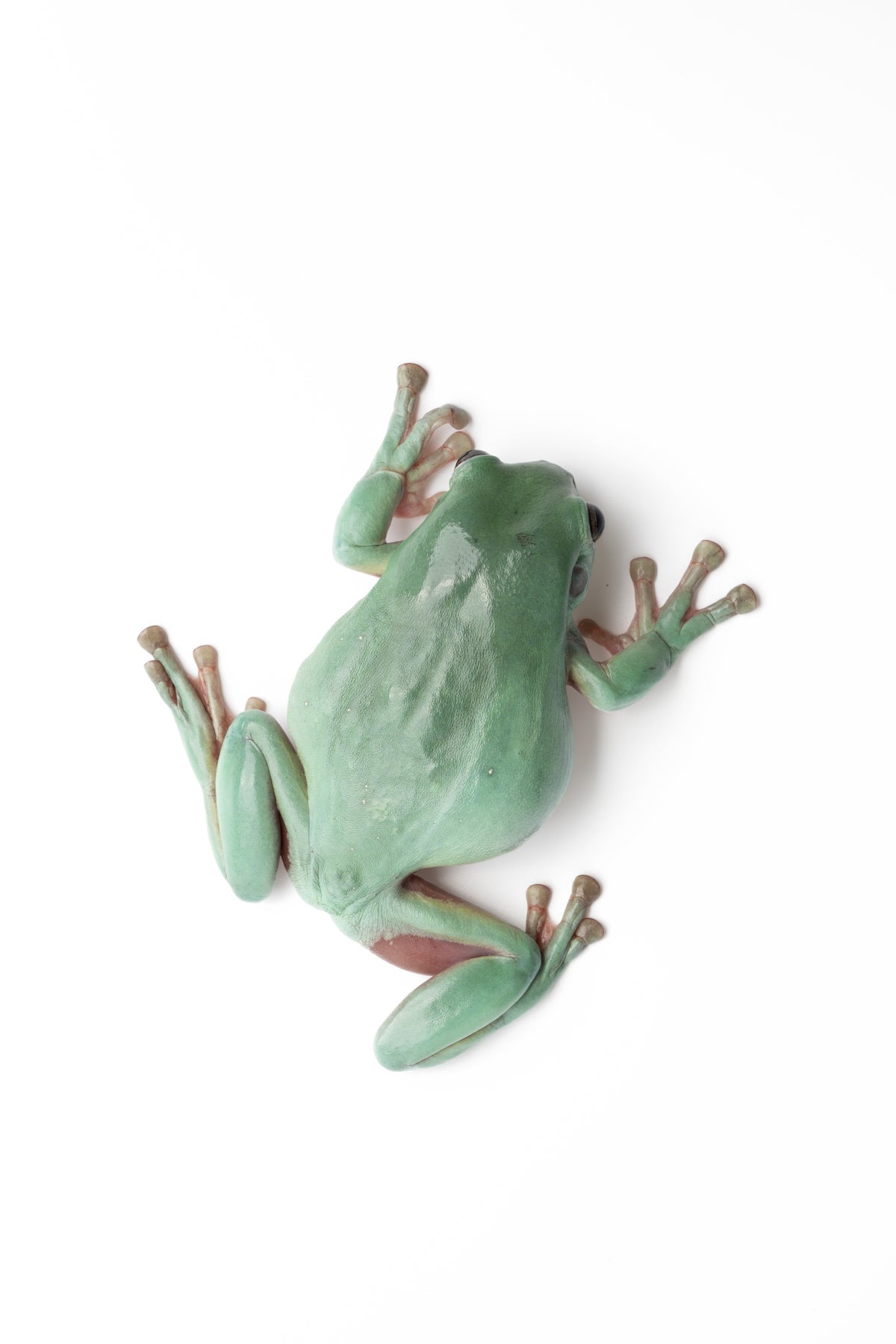 White's Tree Frog