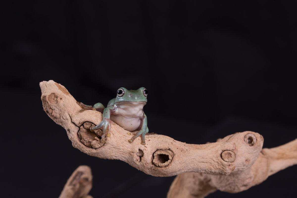 White's Tree Frog