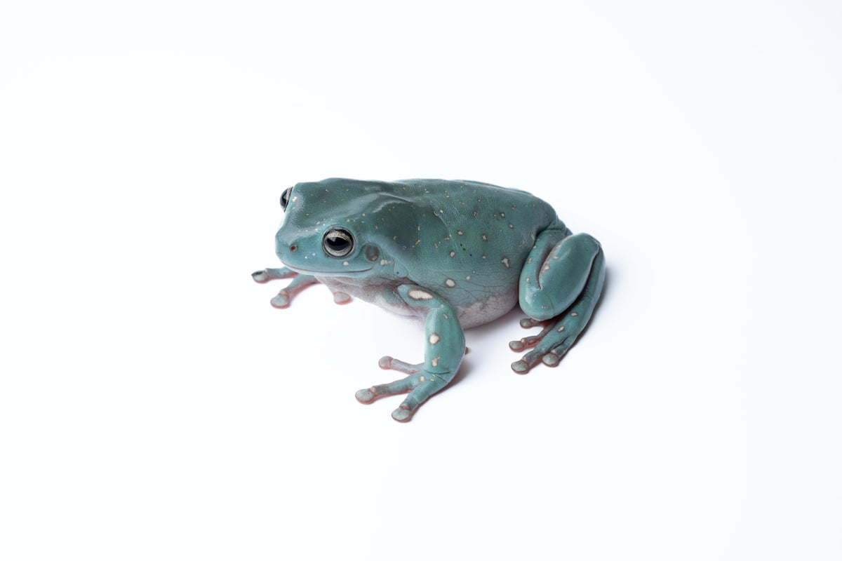 White's Tree Frog
