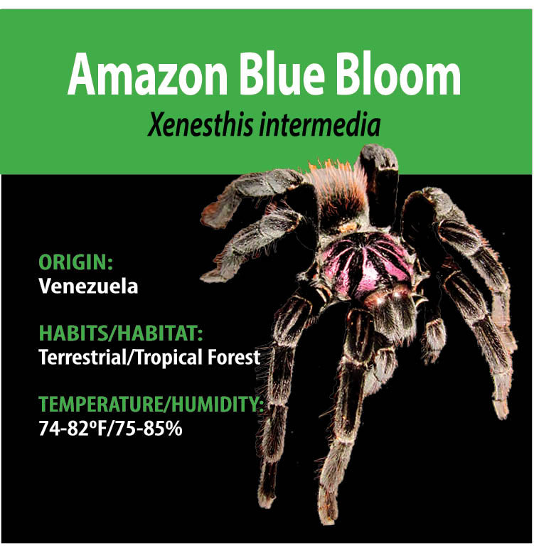 Xenesthis Intermedia