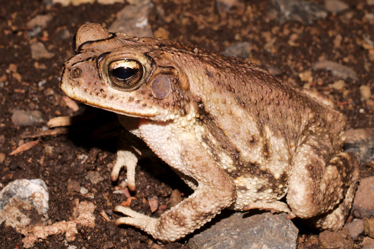 Yellow Toad