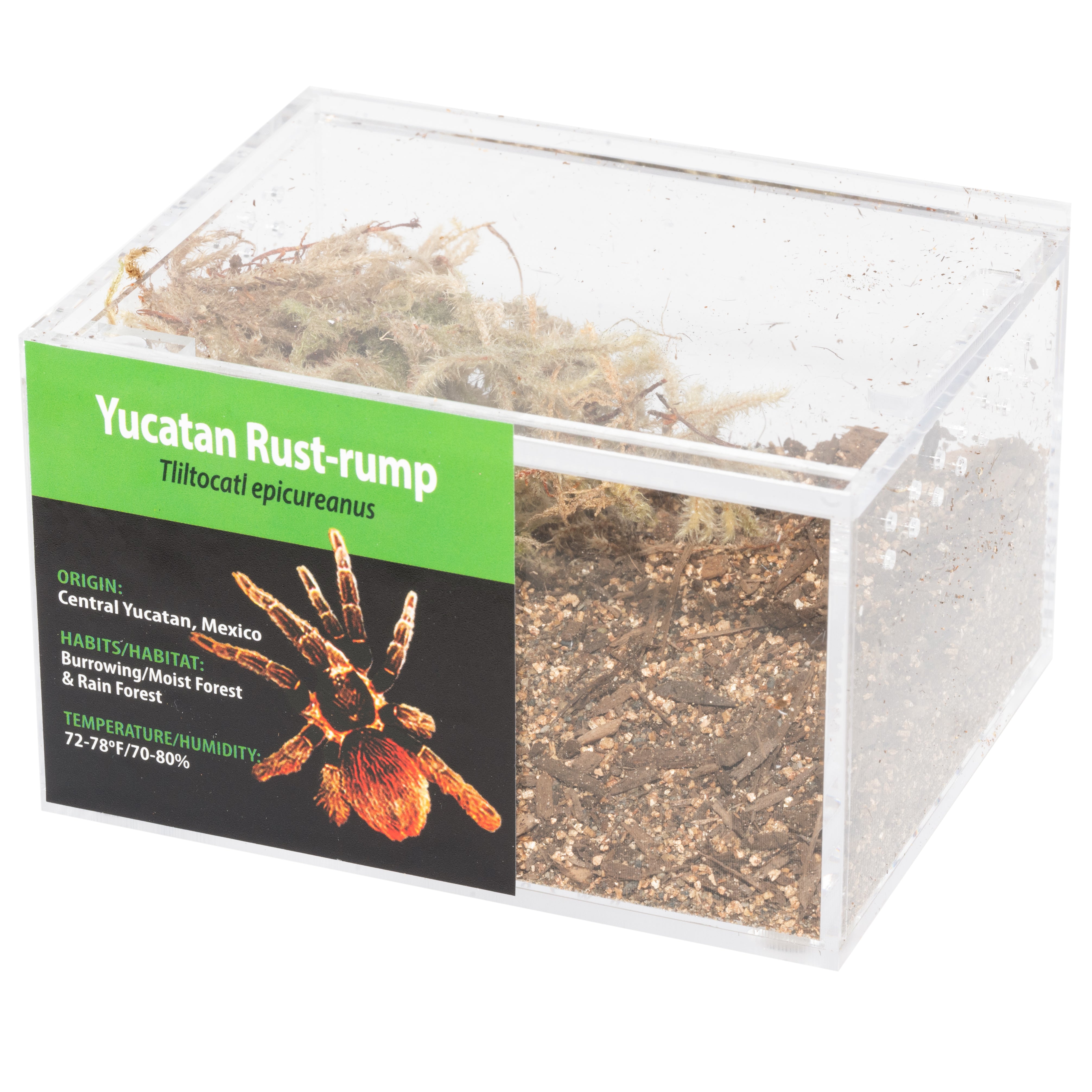 KIT PARA LLEVAR: Tliltócatl (Brachypelma) epicureanus (Yucatán Rust-rump)