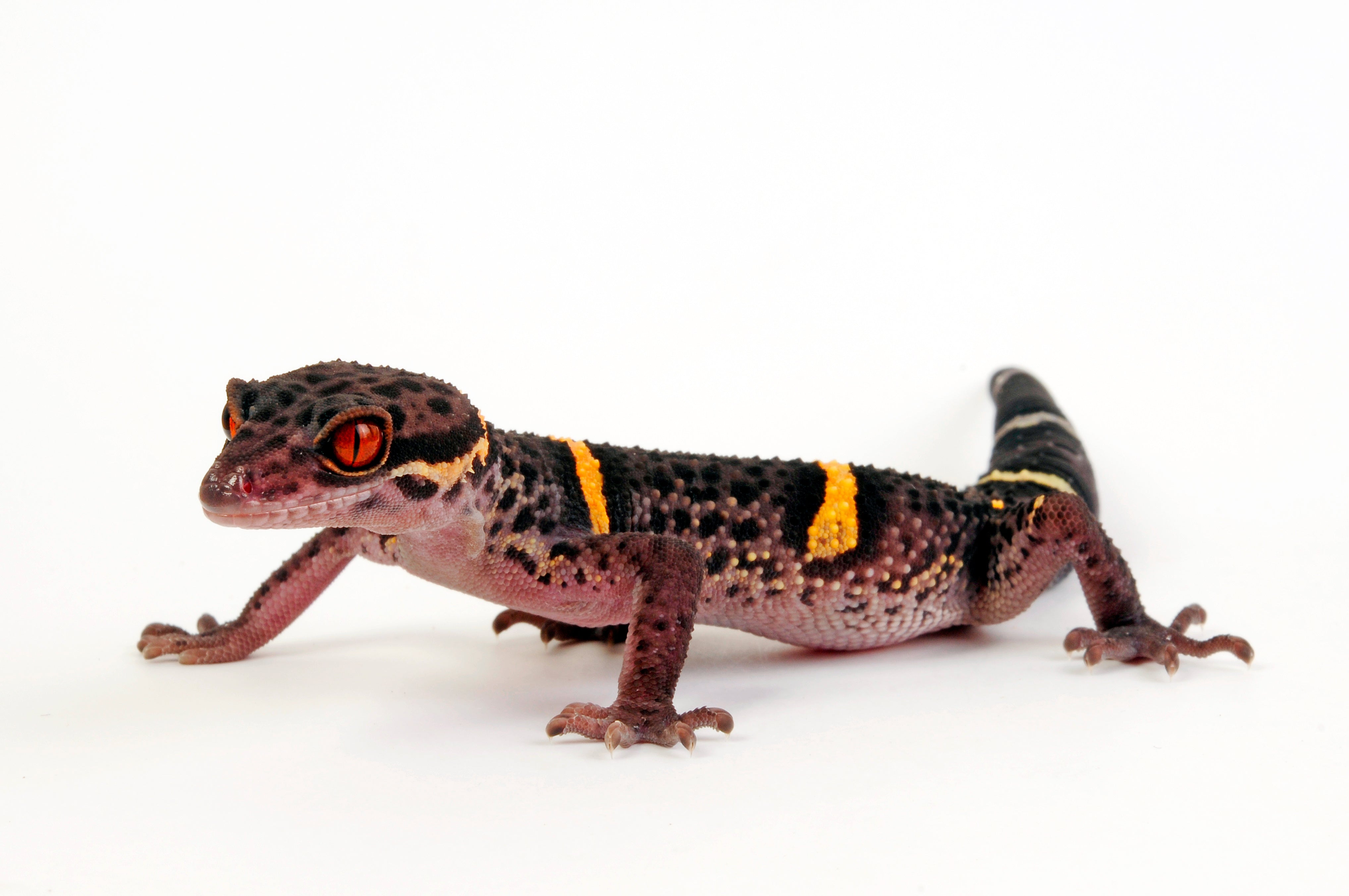Chinese Cave Gecko: Sub Adult Male