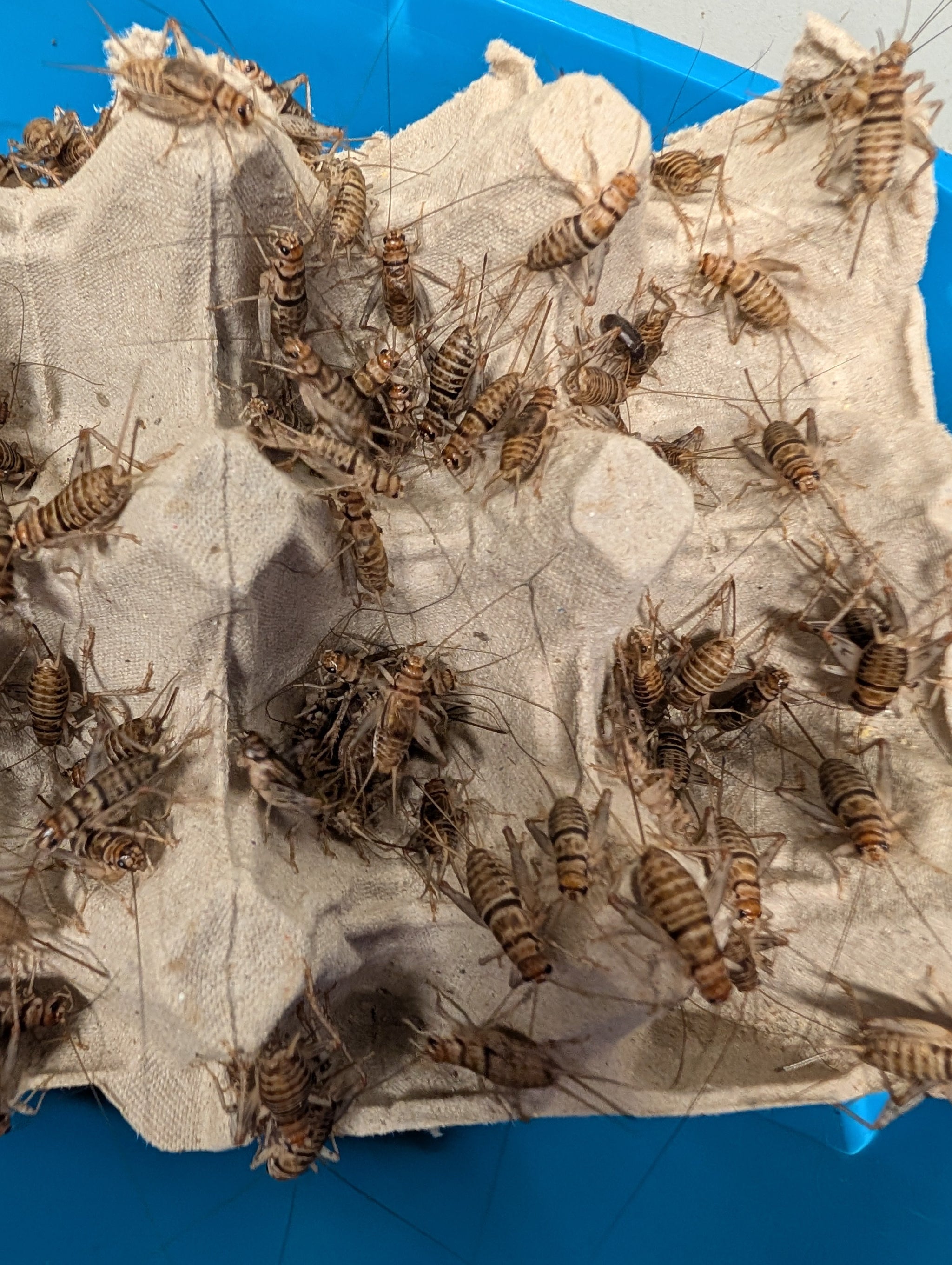 Banded Crickets