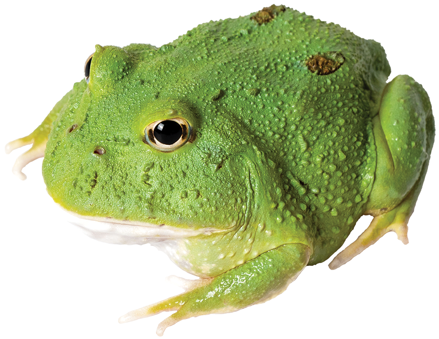 Pacman Frog 2 SPOT MATCHA