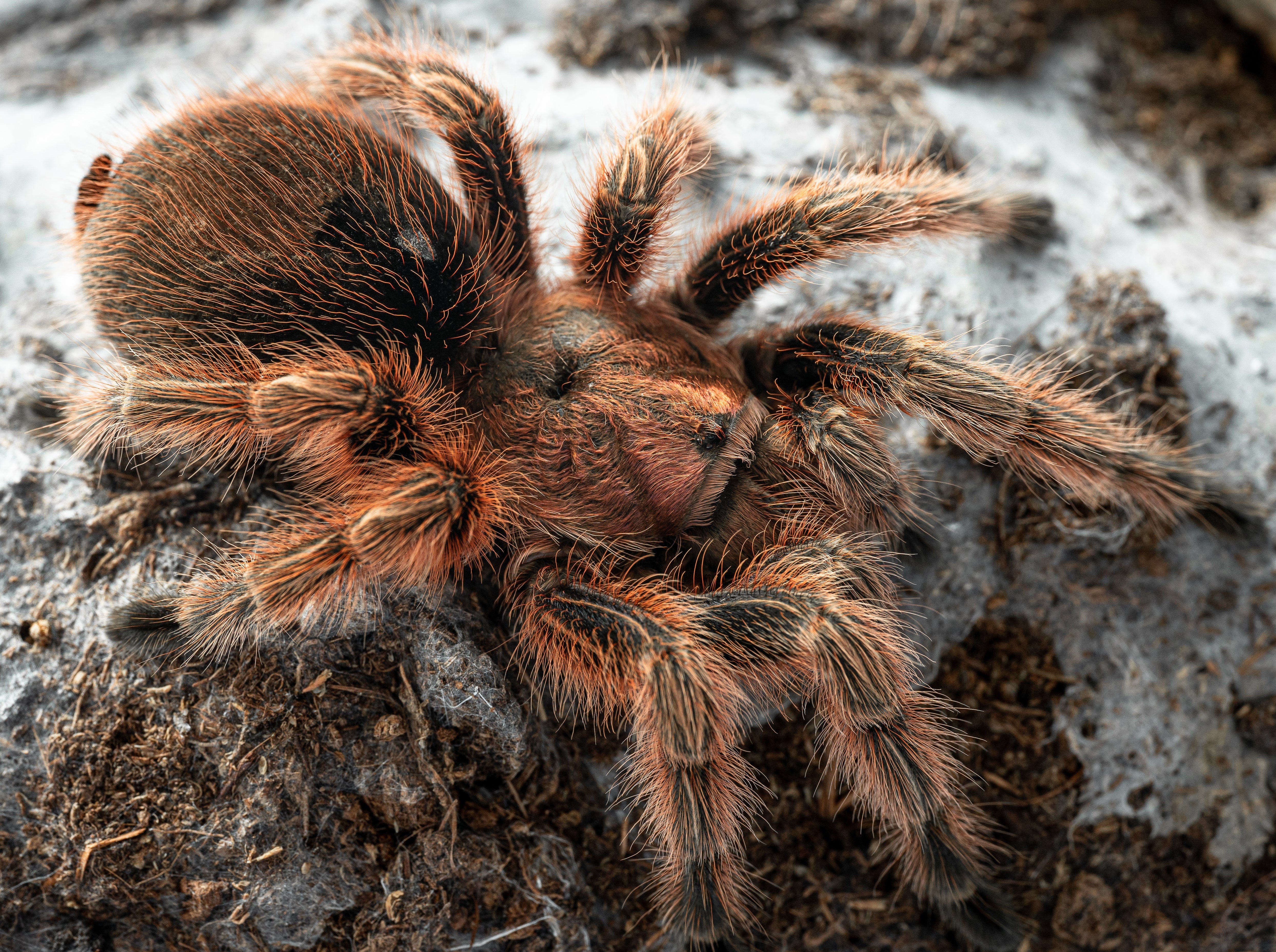 Grammostola rosea (pelo de rosa chileno) .5"