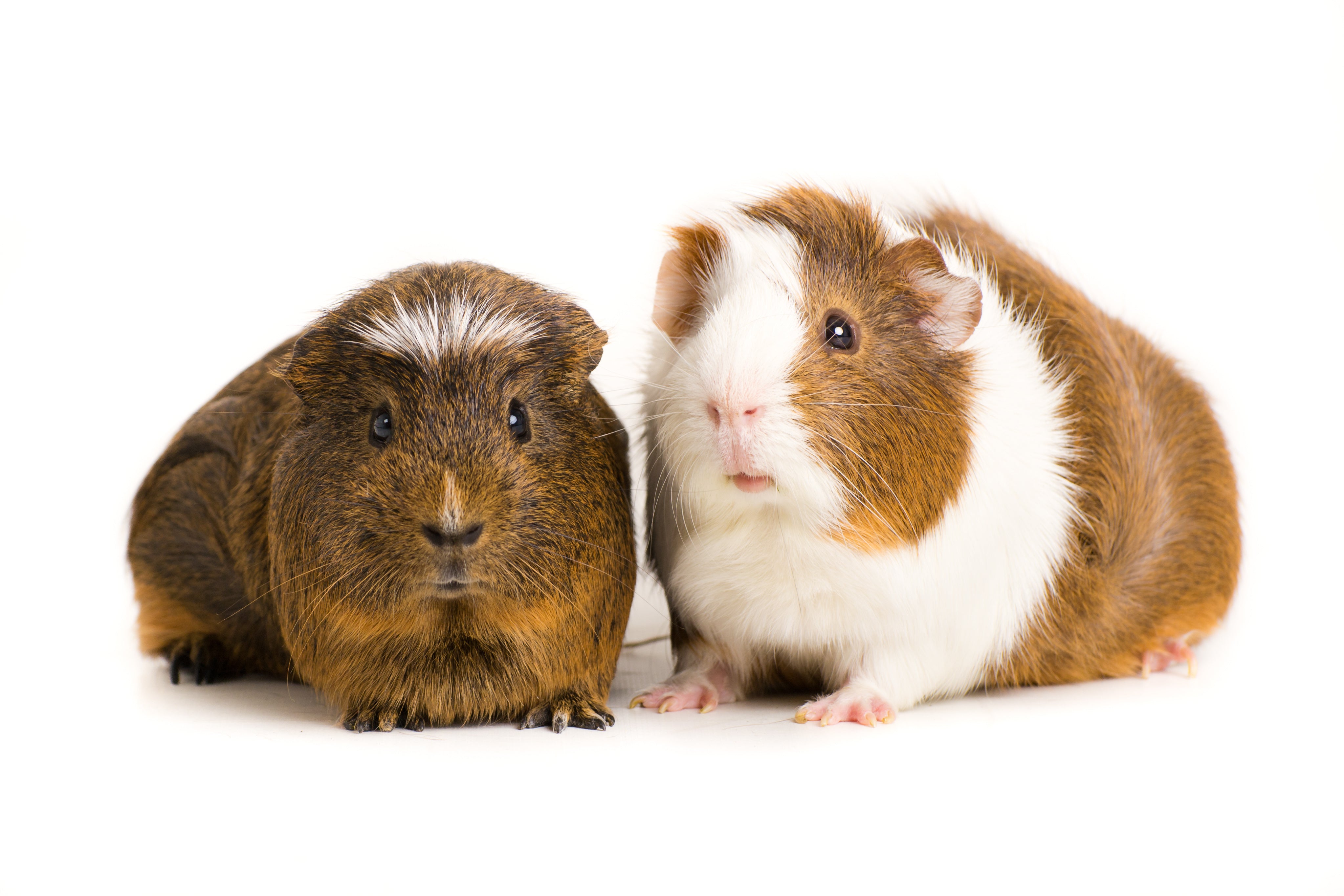 Frozen Guinea Pigs