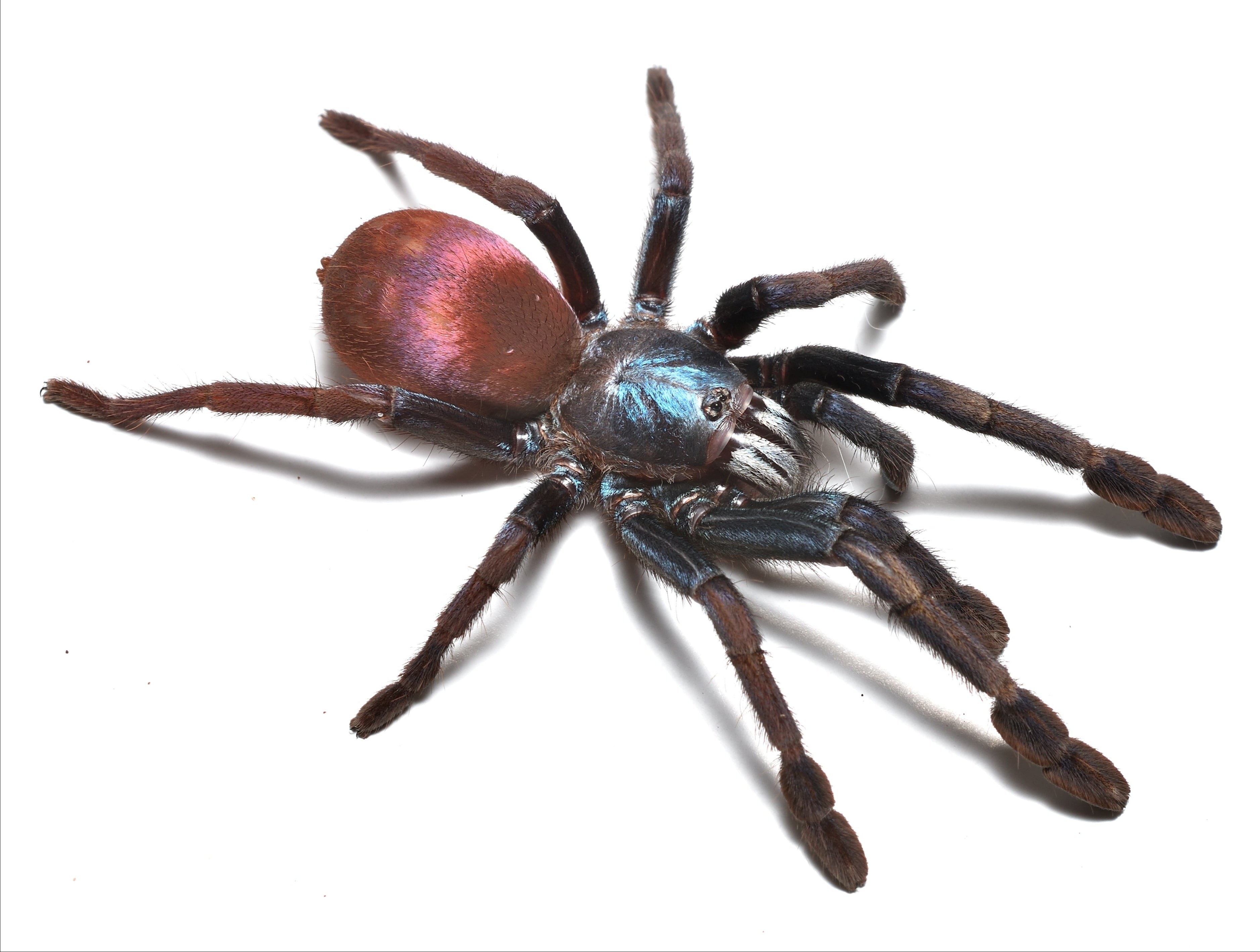 Haploclastus devamatha (Arcoíris indio) 0,5"