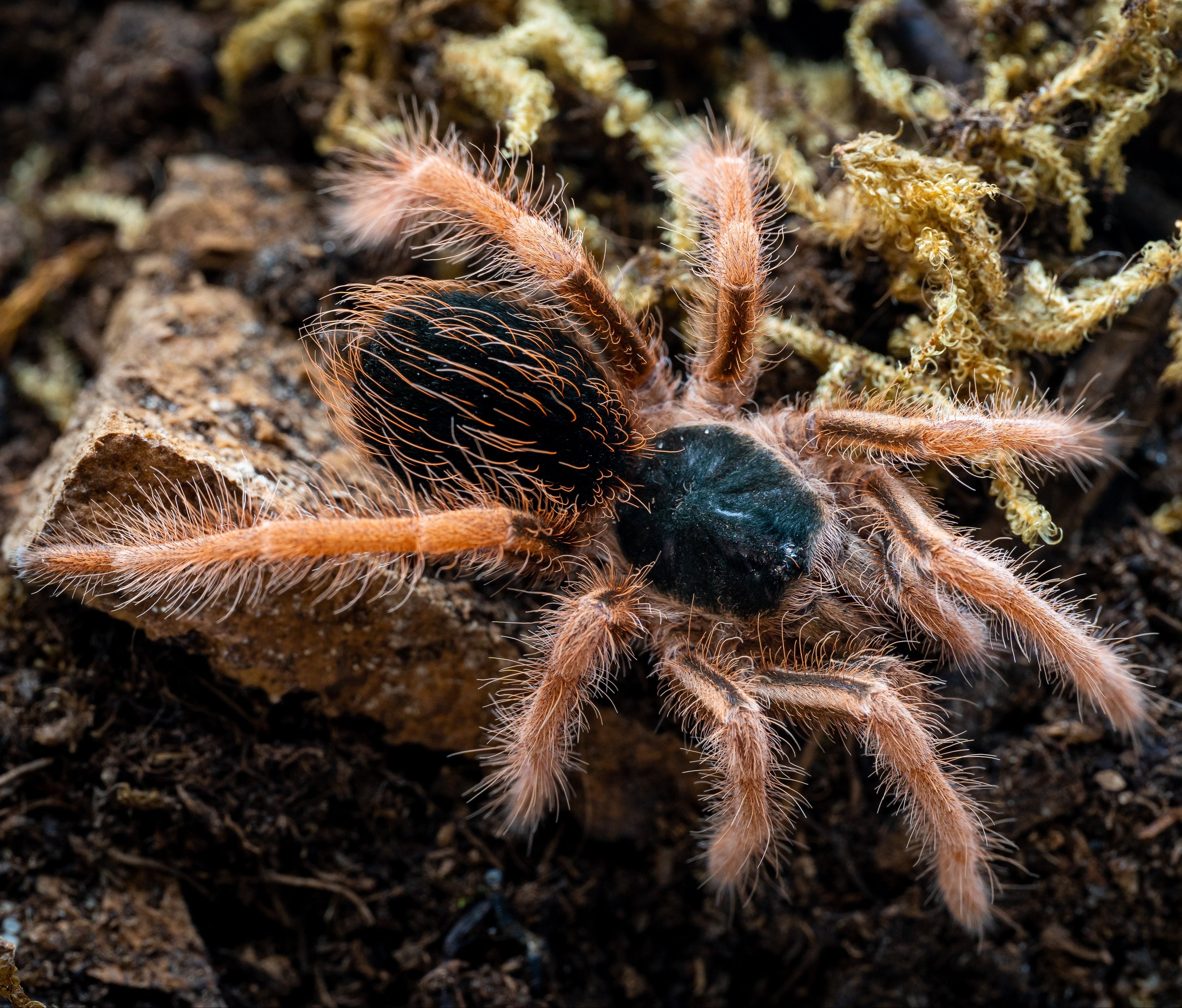 Megaphobema robustum (Colombian Giant Redleg) 1 - 2" Bulk