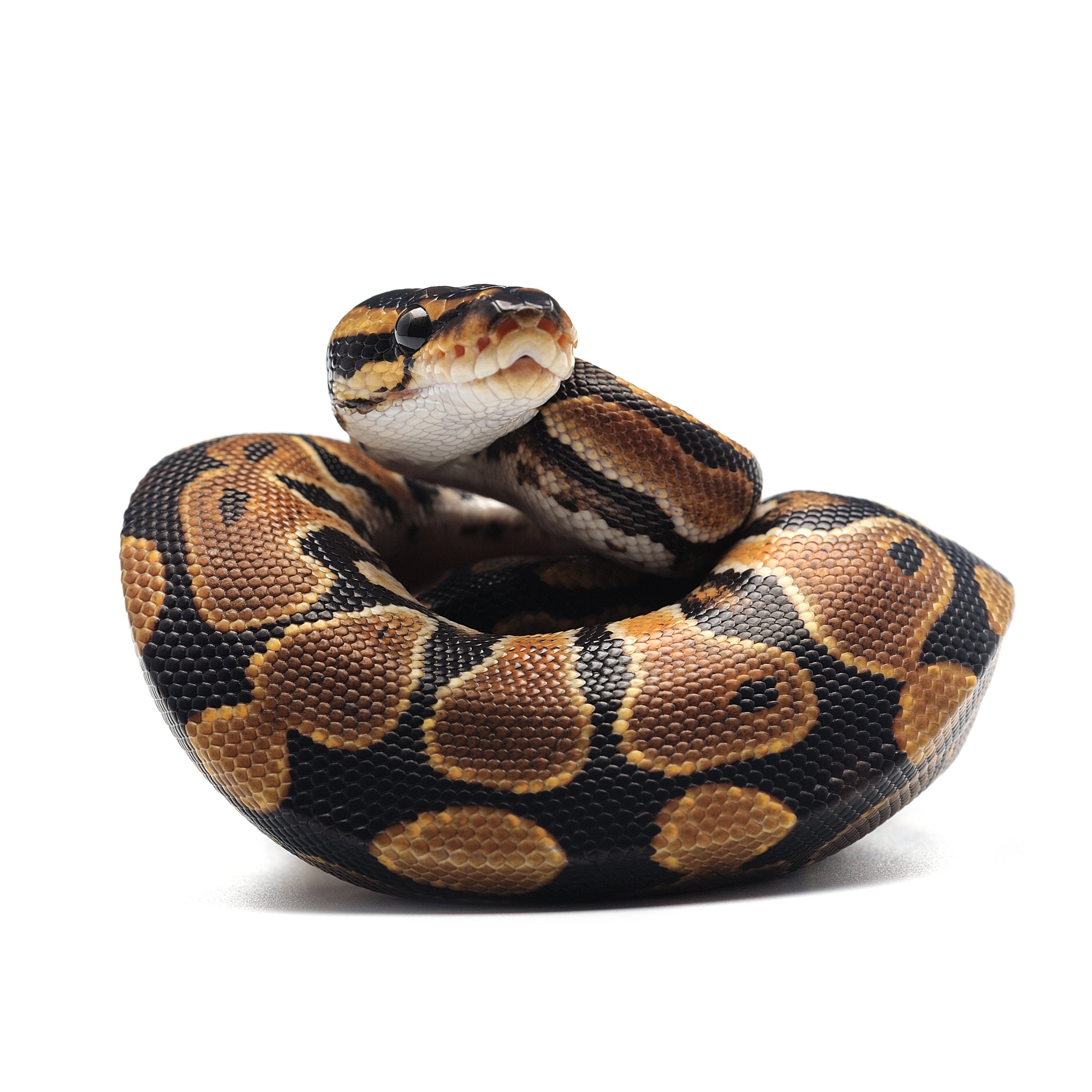 Normal Ball Python