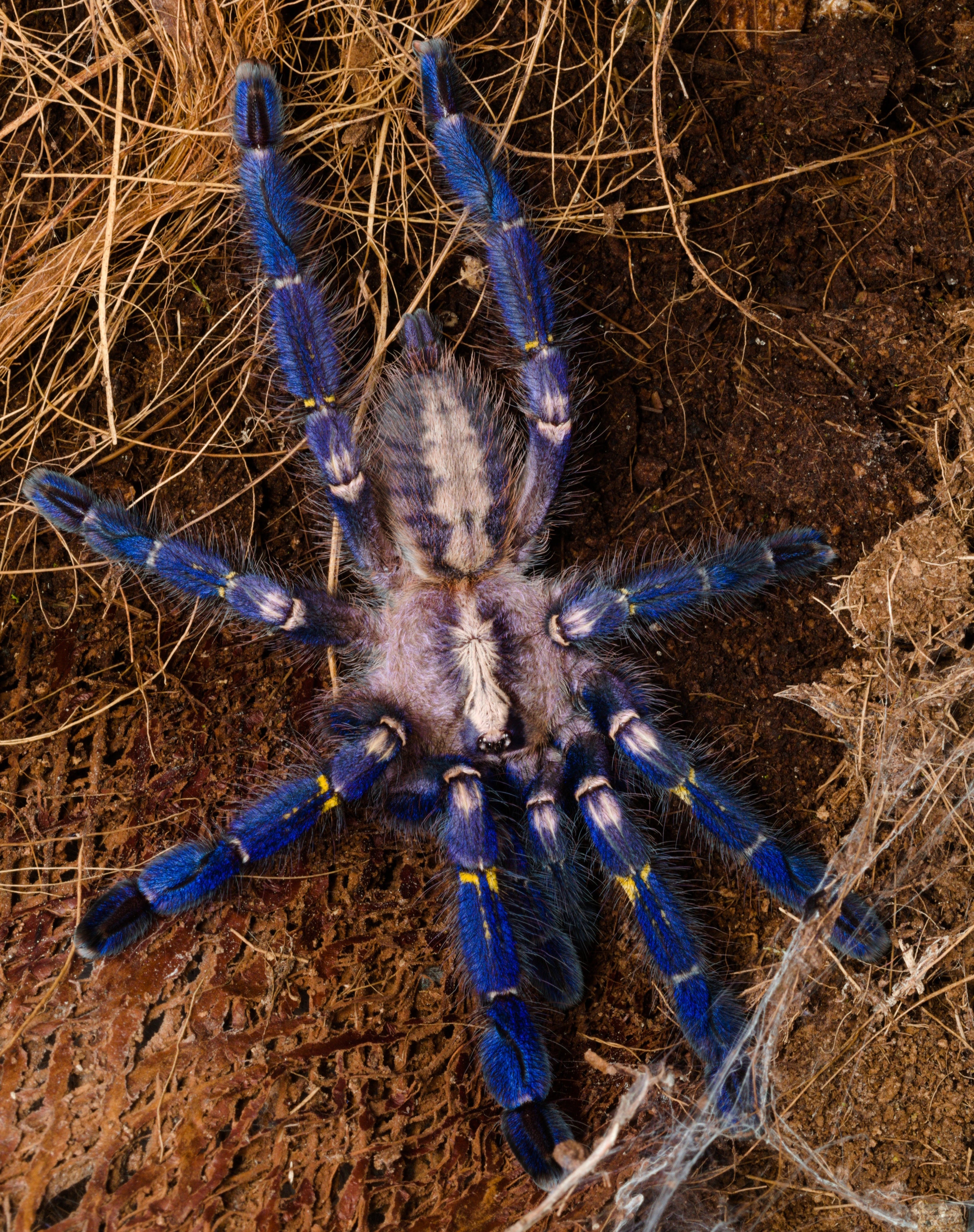 ARBOREAL GRAB N GO KIT: Poecilotheria metallica (Gooty Sapphire Ornamental) 1.5"+