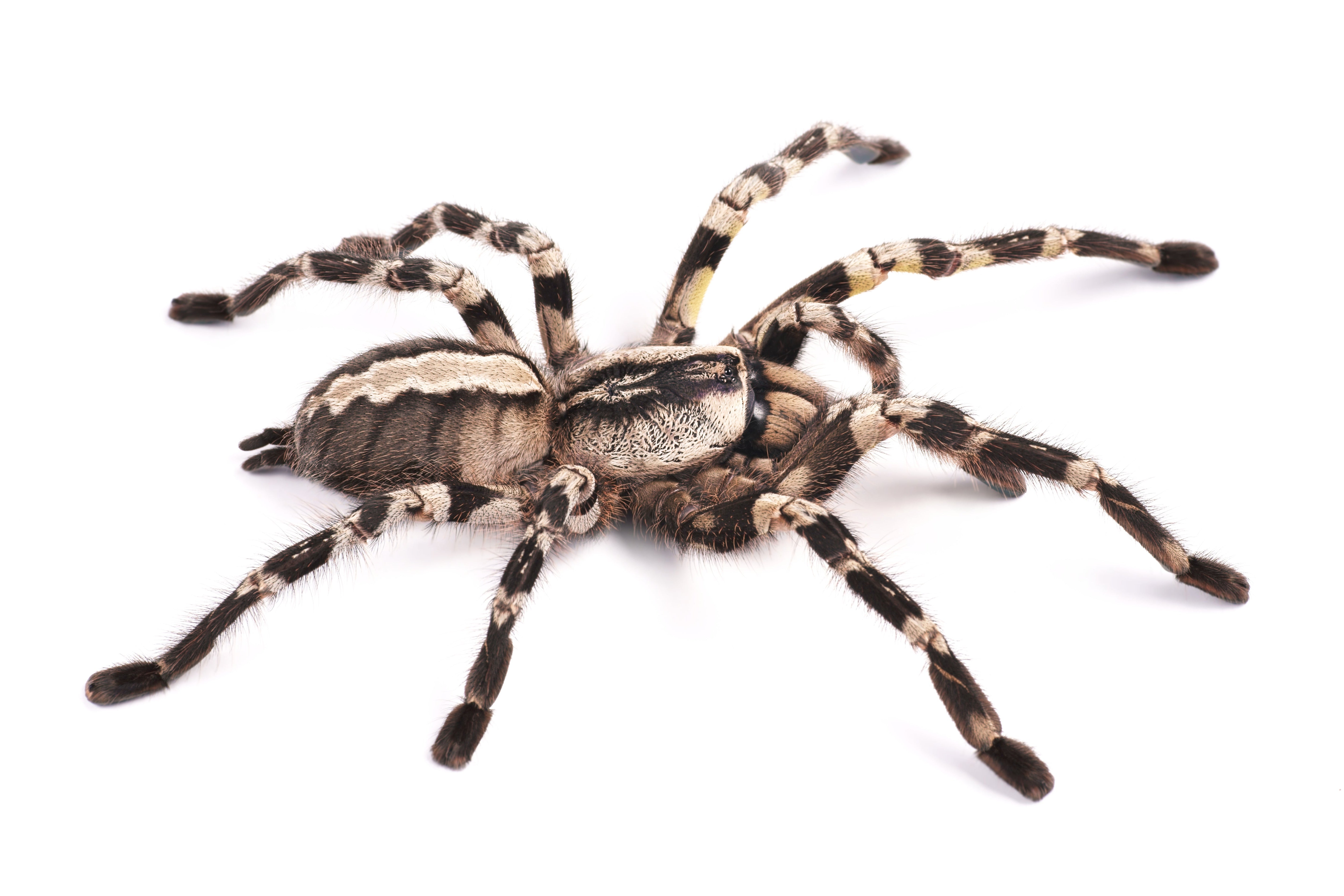 Poecilotheria regalis (Indian Ornamental) 5 - 6" SUB ADULT / ADULT FEMALE