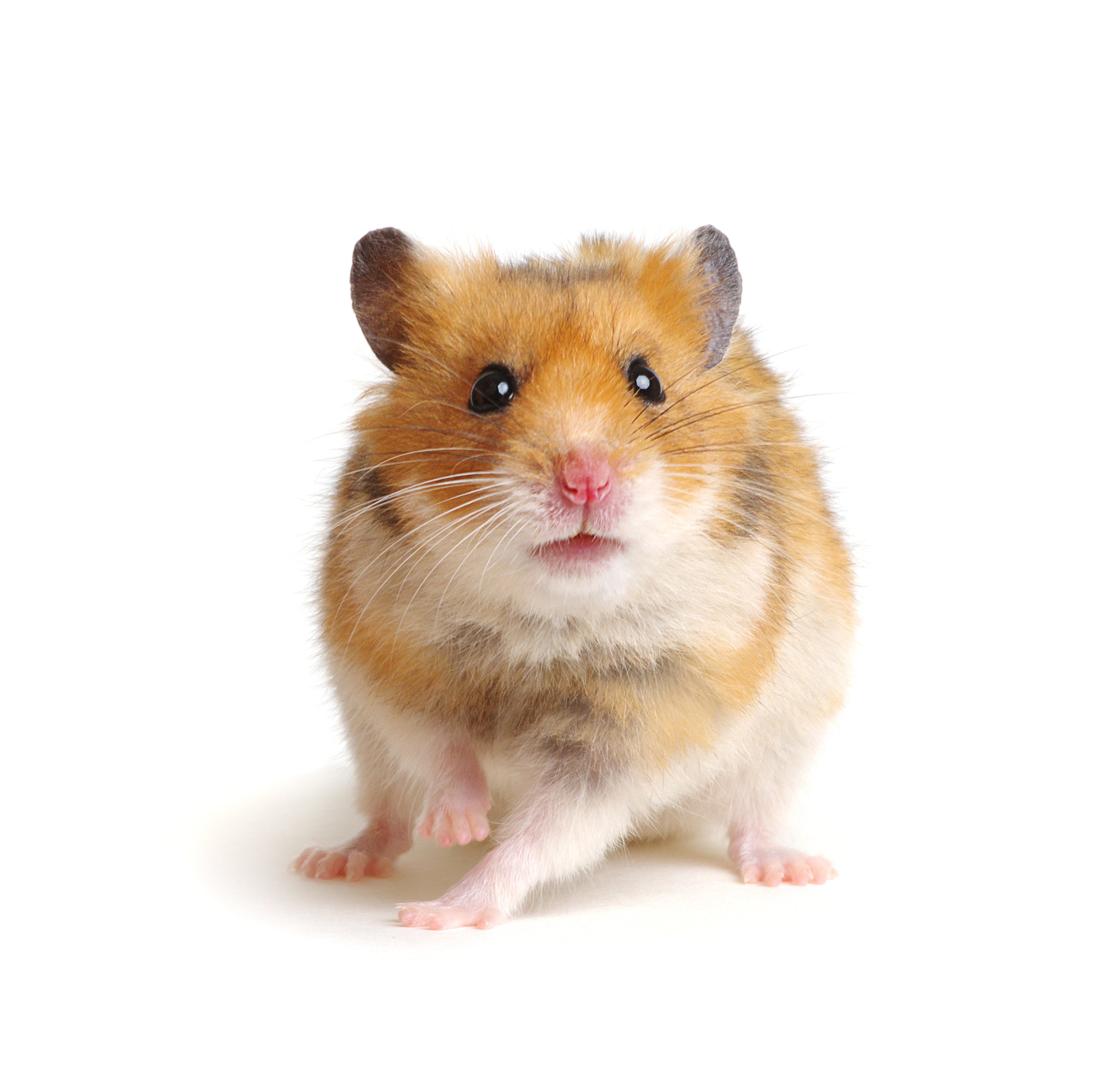 Syrian Hamster