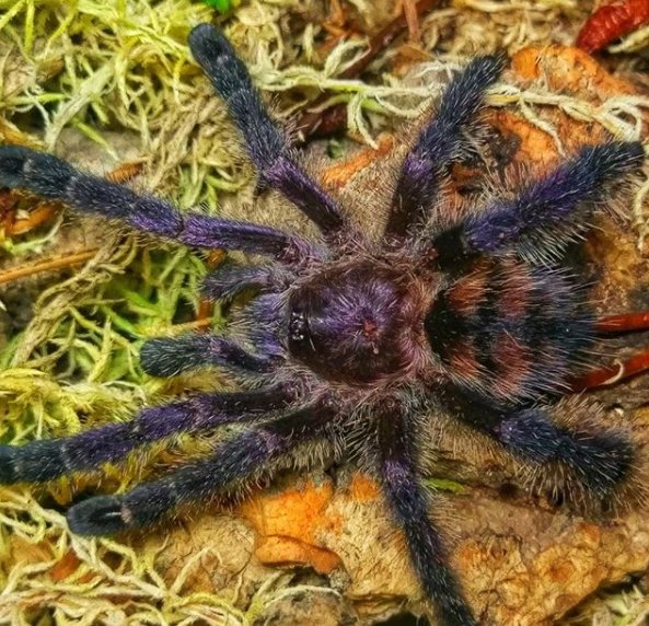 Tarantulas Bulk