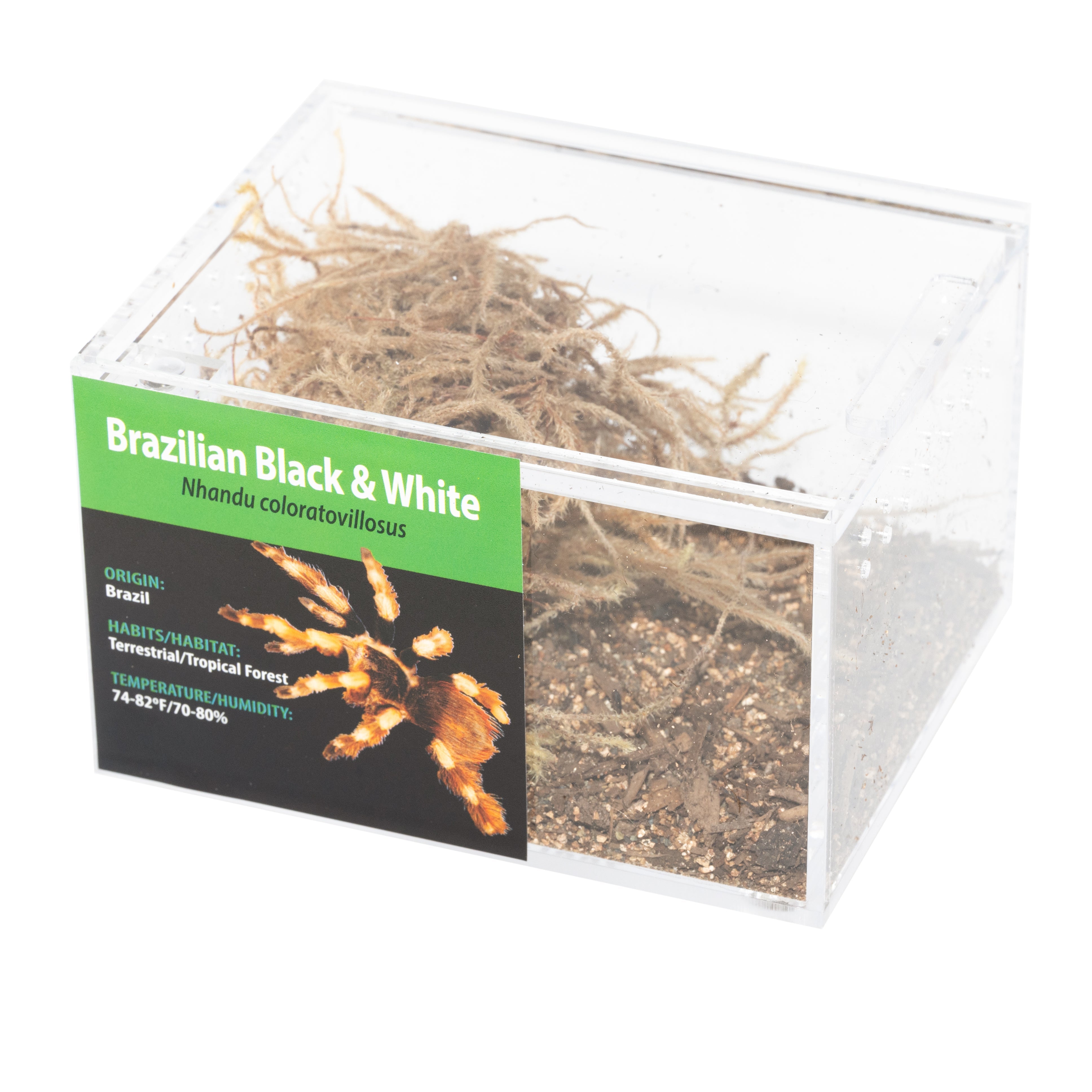 Grab N Go Tarantula Kit