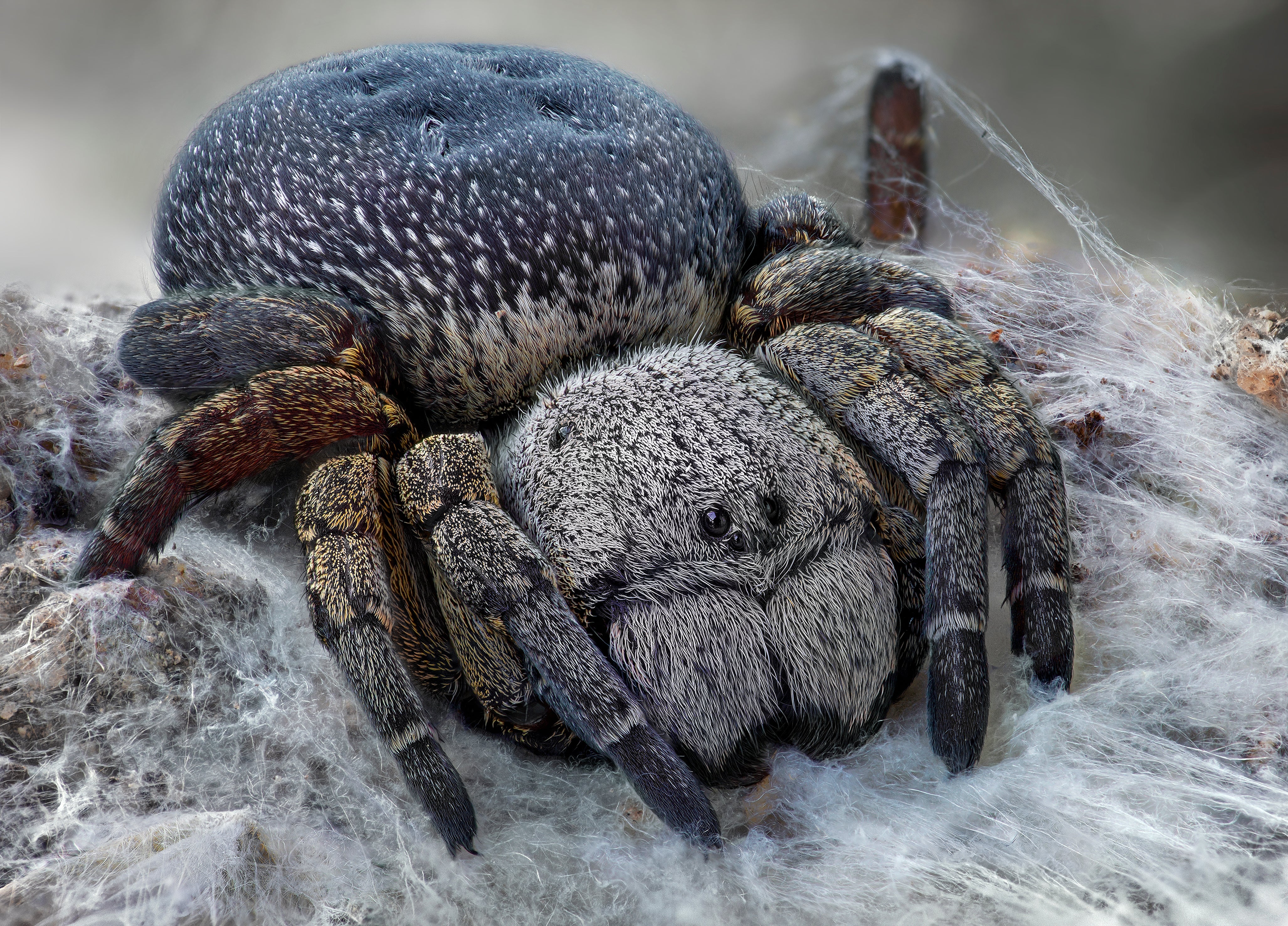 True Spiders