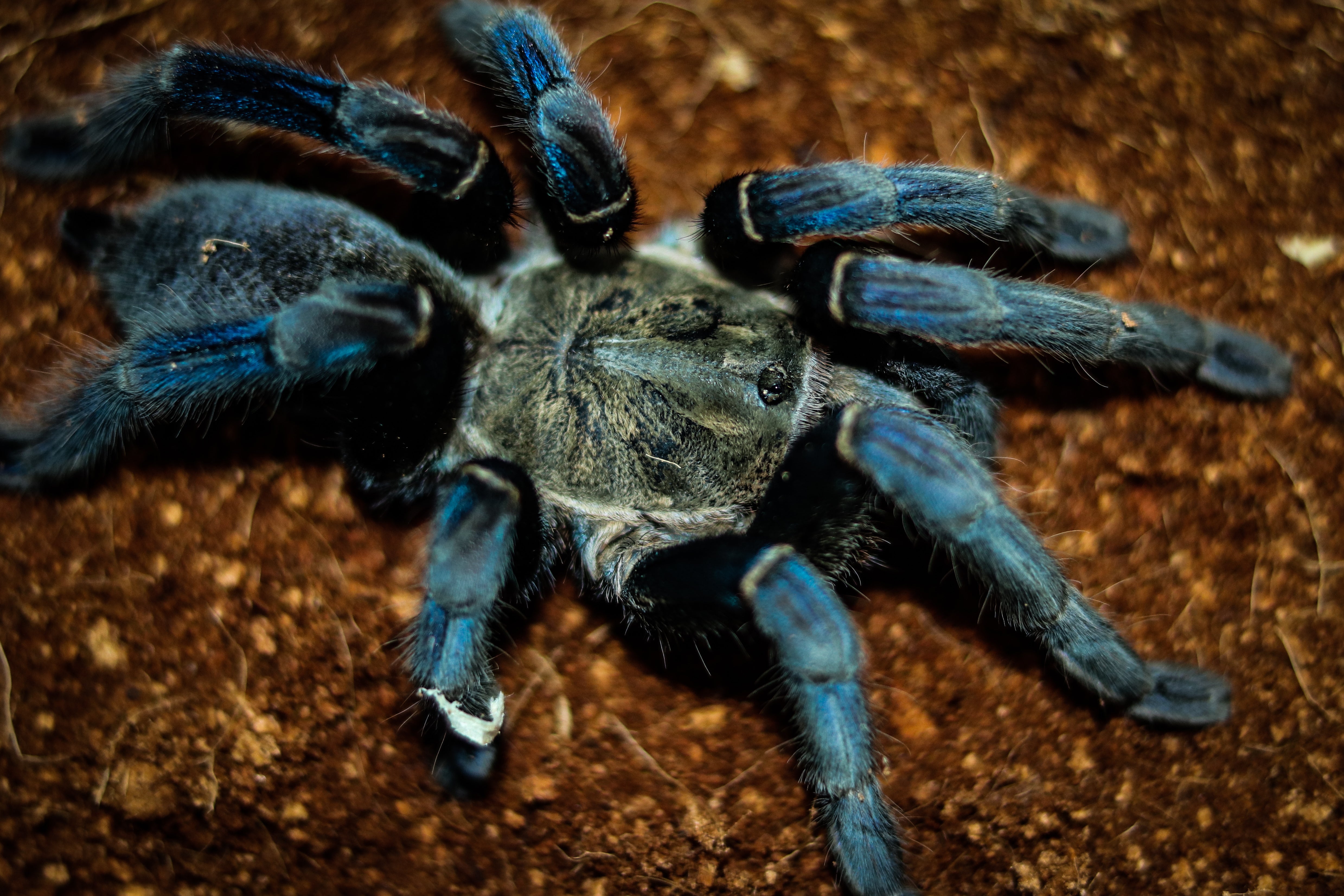 Tarantulas